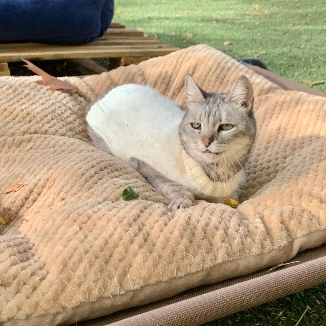 Our adorable Elle had anther photoshoot today! To anyone new - Elle has cerebellar hypoplasia and she has lived at the sanctuary her entire life and has her own cottage. She has special litter boxes, rugs in her cottage, and places outside to lounge. 
.
.
.
.
.
.
<a target='_blank' href='https://www.instagram.com/explore/tags/sanctuarylife/'>#sanctuarylife</a> <a target='_blank' href='https://www.instagram.com/explore/tags/rescuekitties/'>#rescuekitties</a> <a target='_blank' href='https://www.instagram.com/explore/tags/fatkittycity/'>#fatkittycity</a> <a target='_blank' href='https://www.instagram.com/explore/tags/cerebellarhypoplasia/'>#cerebellarhypoplasia</a> <a target='_blank' href='https://www.instagram.com/explore/tags/fatkittycitysanctuary/'>#fatkittycitysanctuary</a> <a target='_blank' href='https://www.instagram.com/explore/tags/catworld/'>#catworld</a> <a target='_blank' href='https://www.instagram.com/explore/tags/rescuecats/'>#rescuecats</a> <a target='_blank' href='https://www.instagram.com/explore/tags/sanctuary/'>#sanctuary</a> <a target='_blank' href='https://www.instagram.com/explore/tags/catrescue/'>#catrescue</a> <a target='_blank' href='https://www.instagram.com/explore/tags/helpingcats/'>#helpingcats</a> <a target='_blank' href='https://www.instagram.com/explore/tags/eldoradohills/'>#eldoradohills</a> <a target='_blank' href='https://www.instagram.com/explore/tags/folsomca/'>#folsomca</a> <a target='_blank' href='https://www.instagram.com/explore/tags/lifesanctuary/'>#lifesanctuary</a> <a target='_blank' href='https://www.instagram.com/explore/tags/catadoptions/'>#catadoptions</a> <a target='_blank' href='https://www.instagram.com/explore/tags/rescuecatsofinstagram/'>#rescuecatsofinstagram</a> <a target='_blank' href='https://www.instagram.com/explore/tags/specialneedscats/'>#specialneedscats</a> <a target='_blank' href='https://www.instagram.com/explore/tags/gorgeouscat/'>#gorgeouscat</a> <a target='_blank' href='https://www.instagram.com/explore/tags/cateyes/'>#cateyes</a> <a target='_blank' href='https://www.instagram.com/explore/tags/feralrescues/'>#feralrescues</a> <a target='_blank' href='https://www.instagram.com/explore/tags/neurologicaldisorder/'>#neurologicaldisorder</a> <a target='_blank' href='https://www.instagram.com/explore/tags/5freedoms/'>#5freedoms</a> <a target='_blank' href='https://www.instagram.com/explore/tags/ellybelly/'>#ellybelly</a>