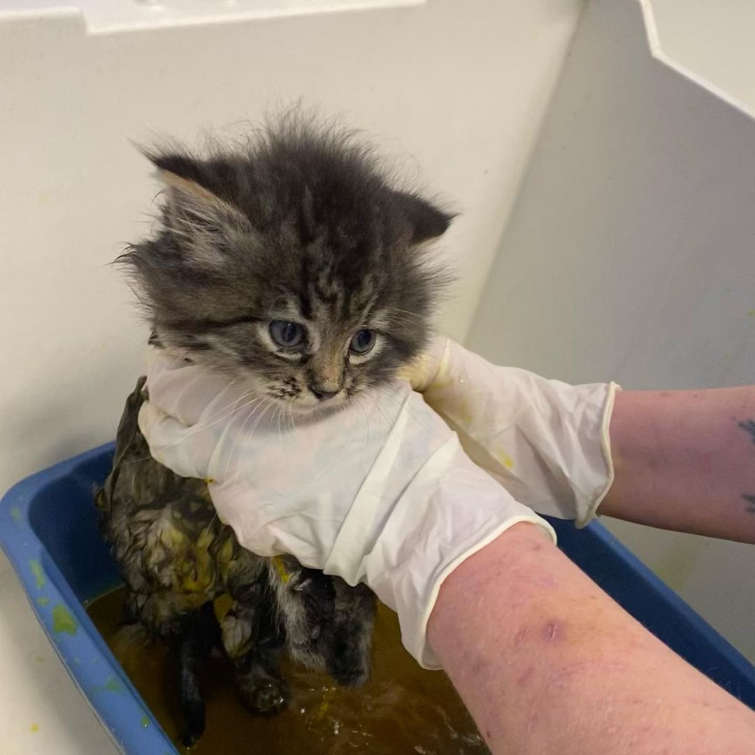 It’s the season for ringworm! In the late fall a lot of stray kittens have ringworm, which is similar to athletes foot in humans. This adorable little floof is getting a lime-sulfur bath to kill off the fungus. She may not thank us now but hopefully this smelly bath will stop the ringworm from spreading! 
.
.
<a target='_blank' href='https://www.instagram.com/explore/tags/boonehumanesociety/'>#boonehumanesociety</a> <a target='_blank' href='https://www.instagram.com/explore/tags/kittensofboone/'>#kittensofboone</a> <a target='_blank' href='https://www.instagram.com/explore/tags/fungusfighter/'>#fungusfighter</a> <a target='_blank' href='https://www.instagram.com/explore/tags/ringwormkittens/'>#ringwormkittens</a> <a target='_blank' href='https://www.instagram.com/explore/tags/savethemall/'>#savethemall</a> <a target='_blank' href='https://www.instagram.com/explore/tags/adoptlove/'>#adoptlove</a> <a target='_blank' href='https://www.instagram.com/explore/tags/spayandneuter/'>#spayandneuter</a>