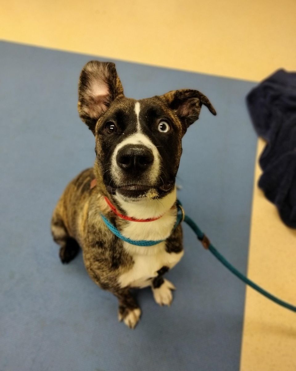 10-month-old Diamond is a fun shepherd mix who is always ready for an adventure. This young pup is very sweet and loves to meet people. To learn more about Diamond, click the link in our bio. <a target='_blank' href='https://www.instagram.com/explore/tags/adoptapet/'>#adoptapet</a> <a target='_blank' href='https://www.instagram.com/explore/tags/adoptadog/'>#adoptadog</a>