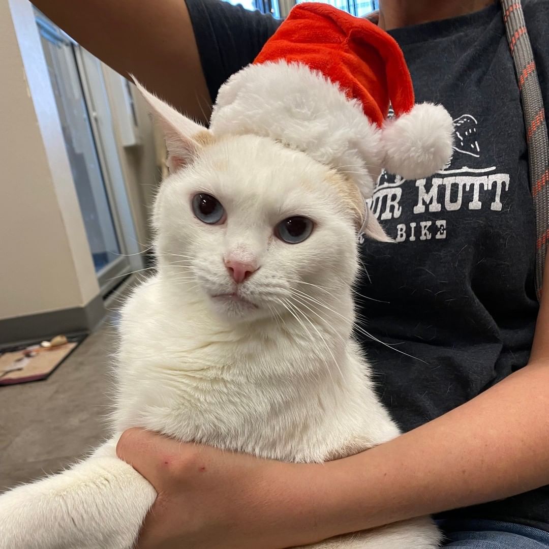 Ho-Ho-Ho, bring a holly, jolly christmas to the shelter this year!✨ While you are doing your holiday shopping for family and friends, go ahead and add something for all the fur babies that are spending their holidays here at the shelter! Click the link down below to see what the dogs and cats (especially Chong) are wanting!!🎁
.
.
https://a.co/48YmFQh