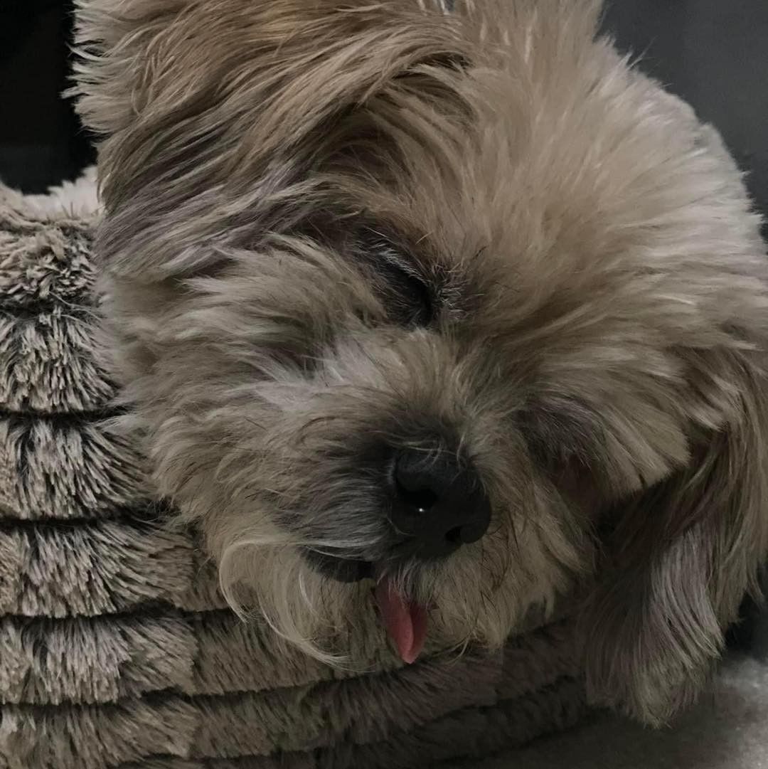 🐾💜 Adoptable Logan 💜🐾

*Located in Vienna, VA*

Adoptable Logan: This little guy is complex and adorable! He is cute and active when he isn’t asleep (which is 90% of the day). 💤 🥘 

Logan takes life on his own terms.  He eats twice a day,  will bathroom outside and can use pee pads inside.  Loves his snuggly beds. 🛏 Because he is mostly blind, he will bite if picked up when he doesn’t want to be or is unsure of who is handling him.  So, his forever home will need to have humans with good reflexes or something in your hand like a bone when you pick him up so he bites that, lesson learned. He likes other dogs, especially older ones, needs meds for his gall bladder and a sweater to stay warm this winter.  He does warm up and learn to trust, he likes knowing his human is nearby. 

Logan loves scratches, especially behind the ears and doesn’t require long walks, infact he prefers several short outings to potty versus a long walk. 💜🐾🤍

If Logan sounds like your guy, check out our application here:

🐾 https://docs.google.com/forms/d/10Ib7so70SauP77MtWR6rLTY2q_iH4iJmgPQ1xwz9ee0/viewform?edit_requested=true 🐾

Thank you frens! Can’t wait to meet you! ~Logan 🐾

<a target='_blank' href='https://www.instagram.com/explore/tags/MirisHavenLogan/'>#MirisHavenLogan</a>
<a target='_blank' href='https://www.instagram.com/explore/tags/AdoptMe/'>#AdoptMe</a>
<a target='_blank' href='https://www.instagram.com/explore/tags/FureverLove/'>#FureverLove</a>
<a target='_blank' href='https://www.instagram.com/explore/tags/ViennaVA/'>#ViennaVA</a>