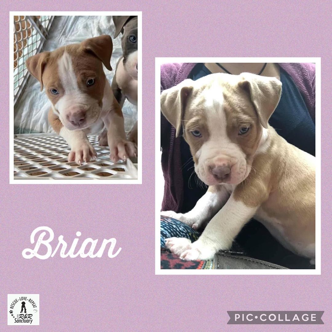 This band just gives on giving and giving with the cuteness. Brian and his Backstreet Boys band mates will be available for adoption soon. DM for details or use the link in our bio to submit an adoption application.