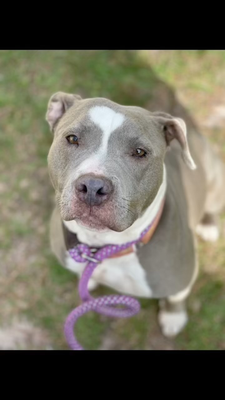 Ritza was a street dog, living at a UPS warehouse in Alabama. It took 8 months to catch her but an amazing and determined UPS worker caught her, (and brought to our rescue) just before she gave birth to her last litter of puppies. 🐾

Ritza is now with an Amazing Foster who has patiently worked with her to allow this sweet girl to come out of her shell and blossom. Ritza is a beautiful blue Staffordshire Terrier mix who is probably about 5 years old but she's had a hard life living outdoors and of course is heartworm positive. Her treatment is included in her adoption fee so please don't let that stop you from reading about this thrown away treasure. Ritza has so much love to give! She absolutely loves kids, and is very social to people. ❤️

Come meet her on Saturday 11/20 at @garysbrewery in Pensacola from 2pm-6pm 🍻🐕 

Please reach out with any questions about this sweet good girl! And as always, use the link in our bio to apply to adopt! 🥰

<a target='_blank' href='https://www.instagram.com/explore/tags/adoptable/'>#adoptable</a> <a target='_blank' href='https://www.instagram.com/explore/tags/adoptdontshop/'>#adoptdontshop</a> <a target='_blank' href='https://www.instagram.com/explore/tags/adoptme/'>#adoptme</a> <a target='_blank' href='https://www.instagram.com/explore/tags/dontbullymybreed/'>#dontbullymybreed</a> <a target='_blank' href='https://www.instagram.com/explore/tags/fosterssavelives/'>#fosterssavelives</a> <a target='_blank' href='https://www.instagram.com/explore/tags/bluepitbull/'>#bluepitbull</a> <a target='_blank' href='https://www.instagram.com/explore/tags/pitbullsofinstagram/'>#pitbullsofinstagram</a> <a target='_blank' href='https://www.instagram.com/explore/tags/pittienation/'>#pittienation</a> <a target='_blank' href='https://www.instagram.com/explore/tags/pittiesofinstagram/'>#pittiesofinstagram</a> <a target='_blank' href='https://www.instagram.com/explore/tags/dogsofpensacola/'>#dogsofpensacola</a> <a target='_blank' href='https://www.instagram.com/explore/tags/makeadifference/'>#makeadifference</a> <a target='_blank' href='https://www.instagram.com/explore/tags/volunteer/'>#volunteer</a> <a target='_blank' href='https://www.instagram.com/explore/tags/rescuedismyfavoritebreed/'>#rescuedismyfavoritebreed</a> <a target='_blank' href='https://www.instagram.com/explore/tags/rescuedogsofinstagram/'>#rescuedogsofinstagram</a>