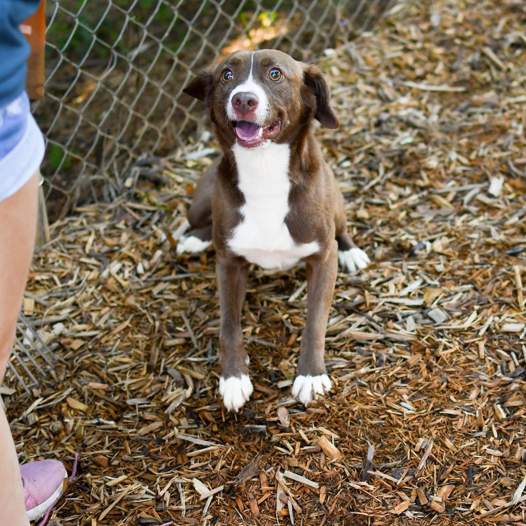 Adorable Joe P has our staff wrapped around his paw!🐾

Joe P loves nothing more than cuddling with his people and playing out in the yard with his four-legged shelter buddies! Joe loves to run around, so he’d do best in a home with a big yard with owners who are up for play time! Joe P can be shy at first, but with time he warms up to you and welcomes kisses, belly rubs and cuddles. His leash work has improved tremendously since he first arrived at Furkids, and after eight months in the shelter, Joe P is ready for his new family to come along. Can you help this happy pup find his fur-ever home?🐶 (Link in bio for adoption info)