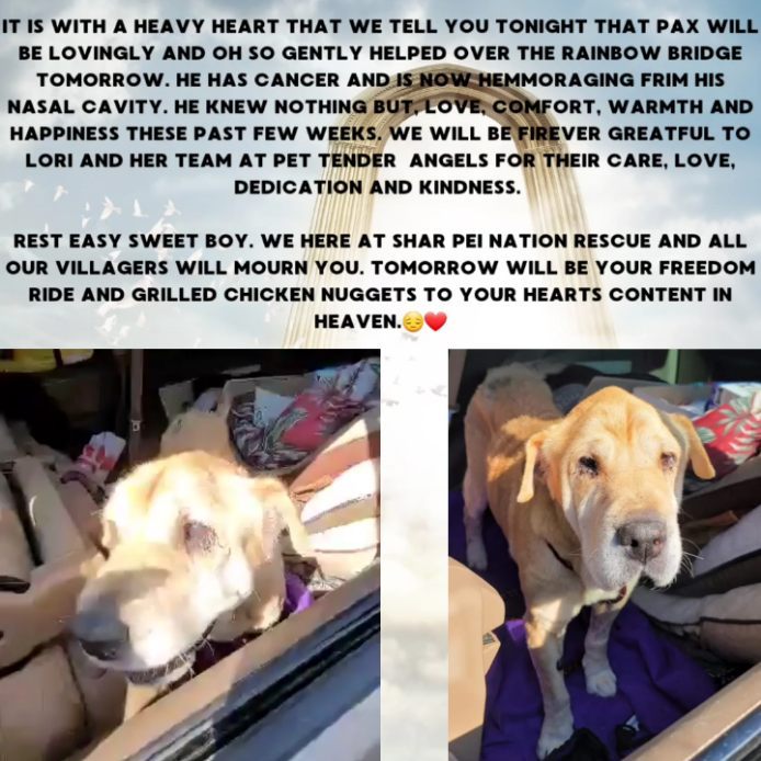 It is with the heaviest of hearts that we here at Shar Pei Nation Rescue convey that Pax rescued from a SC Shelter will be lovingly and gently helped over the rainbow bridge tomorrow. 

He is hemmoraging from his nasal cavity. His last veterinary visit did divulge cancer. He was doing well, eating, happy, still quality of life.  But, we knew the time was limited. Tonight, Pax has shown he is ready. 

We are forever greatful and in awe of Lori and her amazing team @pettenderangelsrescue who kicked it in gear with Pax and have shown him nothing but, kindness, compassion, love and care over these past few weeks. He knew he was loved, he experienced happiness and joy, he had comfort. We are so humbled by the care and compassion they gave Pax.

Pax...go on Buddy. This is your freedom ride from pain and suffering. We know those grilled chicken nuggets await you to your hearts content. Be free sweet Pax. Until we see you again.❤🕯🕯❤

🕯🕯🕯🕯🕯🕯🕯🕯🕯🕯🕯🕯🕯🕯🕯

<a target='_blank' href='https://www.instagram.com/explore/tags/adoptasenior/'>#adoptasenior</a> <a target='_blank' href='https://www.instagram.com/explore/tags/seniorpetsofig/'>#seniorpetsofig</a> <a target='_blank' href='https://www.instagram.com/explore/tags/seniordog/'>#seniordog</a> <a target='_blank' href='https://www.instagram.com/explore/tags/seniordogsofinstagram/'>#seniordogsofinstagram</a> <a target='_blank' href='https://www.instagram.com/explore/tags/seniordogs/'>#seniordogs</a> <a target='_blank' href='https://www.instagram.com/explore/tags/adoptaseniordog/'>#adoptaseniordog</a> <a target='_blank' href='https://www.instagram.com/explore/tags/seniordogsrule/'>#seniordogsrule</a> <a target='_blank' href='https://www.instagram.com/explore/tags/seniordogsrock/'>#seniordogsrock</a> <a target='_blank' href='https://www.instagram.com/explore/tags/sharpei/'>#sharpei</a> <a target='_blank' href='https://www.instagram.com/explore/tags/sharpeiclub/'>#sharpeiclub</a> <a target='_blank' href='https://www.instagram.com/explore/tags/sharpeilove/'>#sharpeilove</a> <a target='_blank' href='https://www.instagram.com/explore/tags/sharpeination/'>#sharpeination</a>