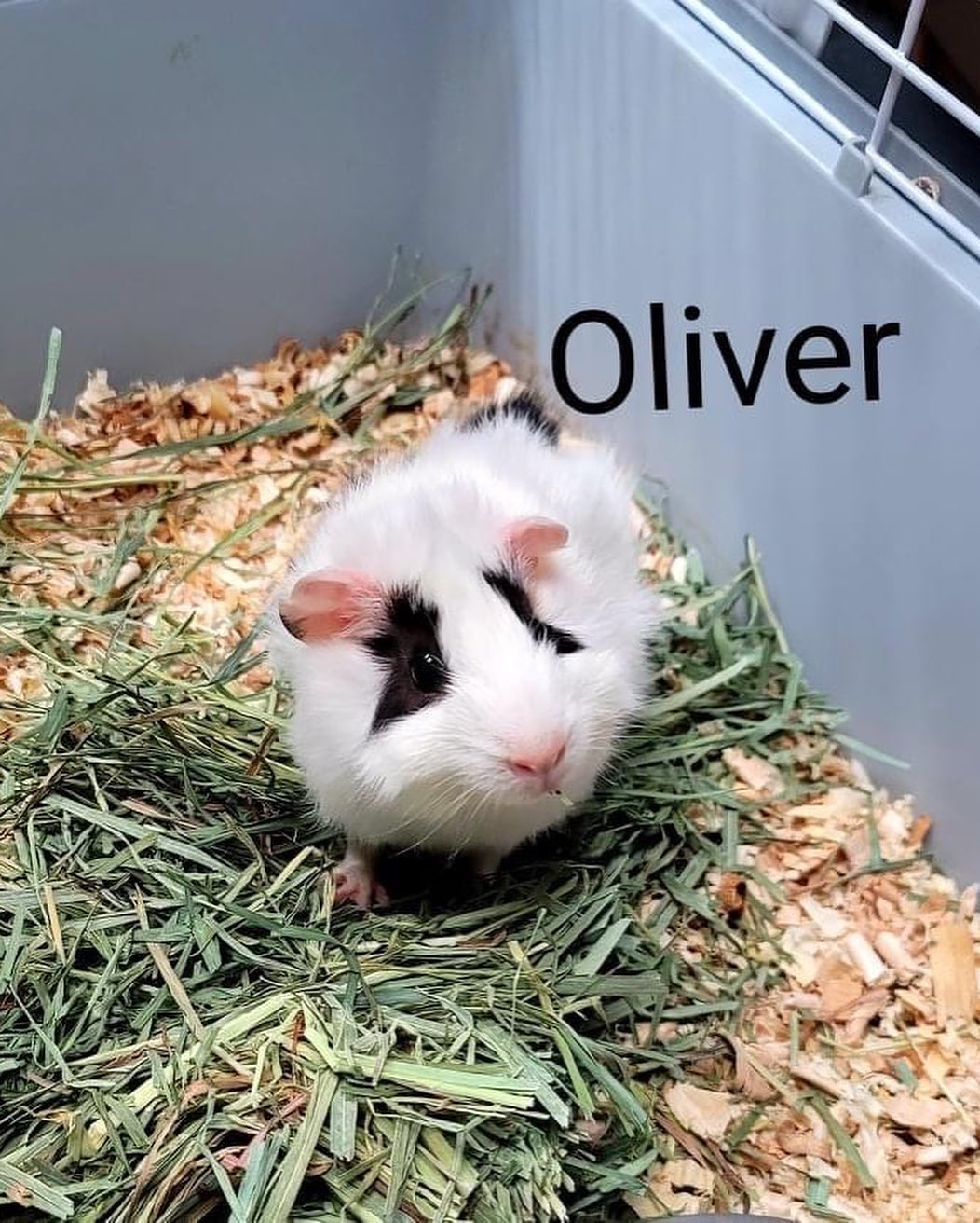 We have 3 baby guinea pigs (2 female and 1 male) and 1 adult female ready for adoption. If interested go to our website www.deltaanimal.org and fill out an application.