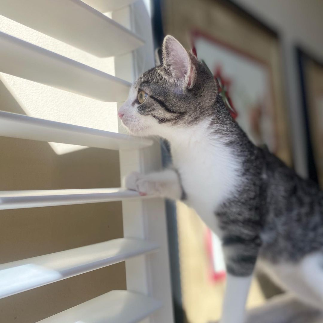 Hello- from Melody! 
Melody got her name because of her cute meow. She is a bundle on energy, moving and playing with her siblings or climbing all over her people. She is friendly with everyone and is a very social kitten. She has been raised with kids, cats and dogs and would be a great addition to your family. ❤️ She really is the perfect little cat and we know you will love her as much as we do! 
All of her siblings have been adopted and now it’s her turn!!
She is UTD on vax, combo tested and will be spayed when she’s a little older. 
We are looking for a home for Miss Melody that has another kitty or cat friendly dog for her to play and interact with.
DM for an adoption questionnaire!
.

.
.

.
.
.
.
.
.
.
<a target='_blank' href='https://www.instagram.com/explore/tags/tabbykitten/'>#tabbykitten</a><a target='_blank' href='https://www.instagram.com/explore/tags/turkishvanmix/'>#turkishvanmix</a><a target='_blank' href='https://www.instagram.com/explore/tags/kittyboo/'>#kittyboo</a><a target='_blank' href='https://www.instagram.com/explore/tags/kittensdaily/'>#kittensdaily</a><a target='_blank' href='https://www.instagram.com/explore/tags/fosteringsaveslives/'>#fosteringsaveslives</a><a target='_blank' href='https://www.instagram.com/explore/tags/catfoster/'>#catfoster</a><a target='_blank' href='https://www.instagram.com/explore/tags/fostercat/'>#fostercat</a><a target='_blank' href='https://www.instagram.com/explore/tags/fosterkitten/'>#fosterkitten</a><a target='_blank' href='https://www.instagram.com/explore/tags/catrescue/'>#catrescue</a><a target='_blank' href='https://www.instagram.com/explore/tags/scv/'>#scv</a><a target='_blank' href='https://www.instagram.com/explore/tags/santaclaritavalley/'>#santaclaritavalley</a><a target='_blank' href='https://www.instagram.com/explore/tags/adoptacat/'>#adoptacat</a><a target='_blank' href='https://www.instagram.com/explore/tags/kittycatsofinstagram/'>#kittycatsofinstagram</a><a target='_blank' href='https://www.instagram.com/explore/tags/catlovers/'>#catlovers</a><a target='_blank' href='https://www.instagram.com/explore/tags/catsrule/'>#catsrule</a>