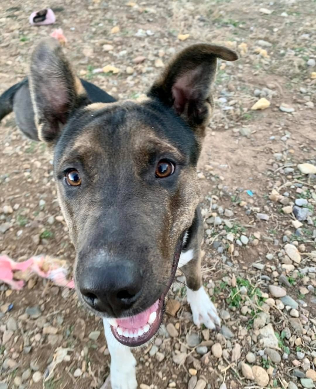 Meet 11 month old Camino! This young guy came to us as a stray with a broken leg and although we attempted to cast his leg, the break was too severe resulting in him needing an amputation. However, that has not slowed Camino down one bit! 
Camino is a brave and strong willed pup who has lots of energy and loves playing with his toys and doggie friends! He is looking for an active home that will include him in their adventures but also be patient while he is still learning to navigate with three legs. 

Think this cutie is a good fit for your pack? Apply online to adopt Camino today and a team member will call you to schedule a time for you to meet him ❤️🐶

<a target='_blank' href='https://www.instagram.com/explore/tags/lpchs/'>#lpchs</a> <a target='_blank' href='https://www.instagram.com/explore/tags/threeleggeddog/'>#threeleggeddog</a> <a target='_blank' href='https://www.instagram.com/explore/tags/adopt/'>#adopt</a> <a target='_blank' href='https://www.instagram.com/explore/tags/shepherdpitbullmix/'>#shepherdpitbullmix</a> <a target='_blank' href='https://www.instagram.com/explore/tags/takemehome/'>#takemehome</a> <a target='_blank' href='https://www.instagram.com/explore/tags/pranadog/'>#pranadog</a>