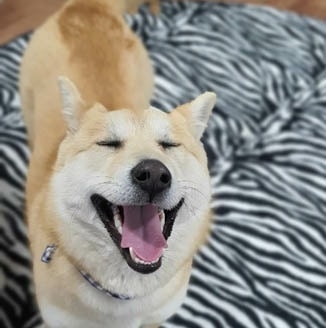 IN SEARCH OF FOREVER HOME (Currently in foster in Nanaimo, BC) 🏘️💕 
 
Sweet Marley is a 2.5 year old shiba inu mix (weighing 17kg/37lb) who was rescued from an owner who raised dogs to sell to the meat trade. 

She is a happy girl who is always smiling and wagging her tail. Marley's favorite thing in the world is to play, whether with other dogs, people, or entertaining herself. She gets along well with dogs of all personalities and is a great playmate. She is house trained and loves her chew toys, although she is not destructive in the home, walks well on leash (although she does pull a bit in the beginning when excited, and rides well in the car.
 
When meeting new people, Marley can be a bit shy. It takes her a few minutes, but she warms up pretty quickly. Despite this, she is quite independent (she is part shiba afterall!) And can be sensitive and tentative in New situations she is unsure of.

Marley is gentle, quiet, social, and obidient. She would do best with an active family who enjoys the outdoors, but also have a comfortable bed to lie on after her walks and playtime. She would prefer to have a house with a secure yard, and would do great as a second dog with a friendly sibling who loves to play as much as she does.

To apply or learn more:  https://www.freekoreandogs.org/adopt/moongshil/
.
.
.
.
.
.
.
.
.
<a target='_blank' href='https://www.instagram.com/explore/tags/freekoreandogs/'>#freekoreandogs</a> <a target='_blank' href='https://www.instagram.com/explore/tags/adoptdontshop/'>#adoptdontshop</a> <a target='_blank' href='https://www.instagram.com/explore/tags/rescuedog/'>#rescuedog</a> <a target='_blank' href='https://www.instagram.com/explore/tags/rescuedogs/'>#rescuedogs</a> <a target='_blank' href='https://www.instagram.com/explore/tags/rescuedismyfavoritebreed/'>#rescuedismyfavoritebreed</a> <a target='_blank' href='https://www.instagram.com/explore/tags/rescuedogsofig/'>#rescuedogsofig</a> <a target='_blank' href='https://www.instagram.com/explore/tags/rescuedogsofinstagram/'>#rescuedogsofinstagram</a> <a target='_blank' href='https://www.instagram.com/explore/tags/adoptionsaveslives/'>#adoptionsaveslives</a> <a target='_blank' href='https://www.instagram.com/explore/tags/adoptme/'>#adoptme</a> <a target='_blank' href='https://www.instagram.com/explore/tags/adoptable/'>#adoptable</a> <a target='_blank' href='https://www.instagram.com/explore/tags/adoptables/'>#adoptables</a> <a target='_blank' href='https://www.instagram.com/explore/tags/dogadoption/'>#dogadoption</a> <a target='_blank' href='https://www.instagram.com/explore/tags/takemehome/'>#takemehome</a> <a target='_blank' href='https://www.instagram.com/explore/tags/dogrescue/'>#dogrescue</a>  <a target='_blank' href='https://www.instagram.com/explore/tags/fureverhome/'>#fureverhome</a> <a target='_blank' href='https://www.instagram.com/explore/tags/fureverfamily/'>#fureverfamily</a> <a target='_blank' href='https://www.instagram.com/explore/tags/lookingforahome/'>#lookingforahome</a> <a target='_blank' href='https://www.instagram.com/explore/tags/fureverhomeneeded/'>#fureverhomeneeded</a> <a target='_blank' href='https://www.instagram.com/explore/tags/dogadoption/'>#dogadoption</a> <a target='_blank' href='https://www.instagram.com/explore/tags/adoptionsaveslives/'>#adoptionsaveslives</a> <a target='_blank' href='https://www.instagram.com/explore/tags/koreanrescuedog/'>#koreanrescuedog</a> <a target='_blank' href='https://www.instagram.com/explore/tags/lookingforforeverhome/'>#lookingforforeverhome</a> <a target='_blank' href='https://www.instagram.com/explore/tags/shiba/'>#shiba</a> <a target='_blank' href='https://www.instagram.com/explore/tags/shibainu/'>#shibainu</a> <a target='_blank' href='https://www.instagram.com/explore/tags/shibamix/'>#shibamix</a> <a target='_blank' href='https://www.instagram.com/explore/tags/dogmeatsurvivor/'>#dogmeatsurvivor</a> <a target='_blank' href='https://www.instagram.com/explore/tags/dogmeattrade/'>#dogmeattrade</a> <a target='_blank' href='https://www.instagram.com/explore/tags/dogmeattradesurvivor/'>#dogmeattradesurvivor</a> <a target='_blank' href='https://www.instagram.com/explore/tags/EndTheDogMeatTrade/'>#EndTheDogMeatTrade</a> <a target='_blank' href='https://www.instagram.com/explore/tags/vancitydogs/'>#vancitydogs</a> <a target='_blank' href='https://www.instagram.com/explore/tags/torontodogs/'>#torontodogs</a> <a target='_blank' href='https://www.instagram.com/explore/tags/seattledogs/'>#seattledogs</a>