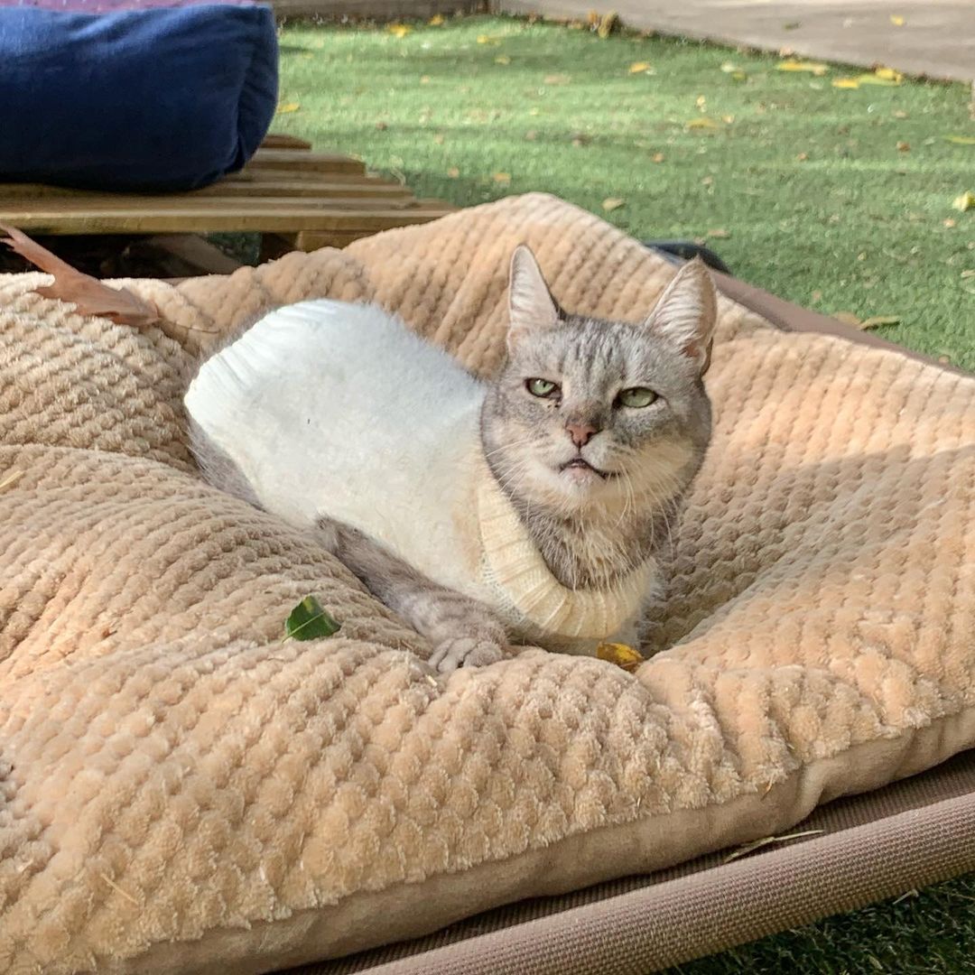 Our adorable Elle had anther photoshoot today! To anyone new - Elle has cerebellar hypoplasia and she has lived at the sanctuary her entire life and has her own cottage. She has special litter boxes, rugs in her cottage, and places outside to lounge. 
.
.
.
.
.
.
<a target='_blank' href='https://www.instagram.com/explore/tags/sanctuarylife/'>#sanctuarylife</a> <a target='_blank' href='https://www.instagram.com/explore/tags/rescuekitties/'>#rescuekitties</a> <a target='_blank' href='https://www.instagram.com/explore/tags/fatkittycity/'>#fatkittycity</a> <a target='_blank' href='https://www.instagram.com/explore/tags/cerebellarhypoplasia/'>#cerebellarhypoplasia</a> <a target='_blank' href='https://www.instagram.com/explore/tags/fatkittycitysanctuary/'>#fatkittycitysanctuary</a> <a target='_blank' href='https://www.instagram.com/explore/tags/catworld/'>#catworld</a> <a target='_blank' href='https://www.instagram.com/explore/tags/rescuecats/'>#rescuecats</a> <a target='_blank' href='https://www.instagram.com/explore/tags/sanctuary/'>#sanctuary</a> <a target='_blank' href='https://www.instagram.com/explore/tags/catrescue/'>#catrescue</a> <a target='_blank' href='https://www.instagram.com/explore/tags/helpingcats/'>#helpingcats</a> <a target='_blank' href='https://www.instagram.com/explore/tags/eldoradohills/'>#eldoradohills</a> <a target='_blank' href='https://www.instagram.com/explore/tags/folsomca/'>#folsomca</a> <a target='_blank' href='https://www.instagram.com/explore/tags/lifesanctuary/'>#lifesanctuary</a> <a target='_blank' href='https://www.instagram.com/explore/tags/catadoptions/'>#catadoptions</a> <a target='_blank' href='https://www.instagram.com/explore/tags/rescuecatsofinstagram/'>#rescuecatsofinstagram</a> <a target='_blank' href='https://www.instagram.com/explore/tags/specialneedscats/'>#specialneedscats</a> <a target='_blank' href='https://www.instagram.com/explore/tags/gorgeouscat/'>#gorgeouscat</a> <a target='_blank' href='https://www.instagram.com/explore/tags/cateyes/'>#cateyes</a> <a target='_blank' href='https://www.instagram.com/explore/tags/feralrescues/'>#feralrescues</a> <a target='_blank' href='https://www.instagram.com/explore/tags/neurologicaldisorder/'>#neurologicaldisorder</a> <a target='_blank' href='https://www.instagram.com/explore/tags/5freedoms/'>#5freedoms</a> <a target='_blank' href='https://www.instagram.com/explore/tags/ellybelly/'>#ellybelly</a>