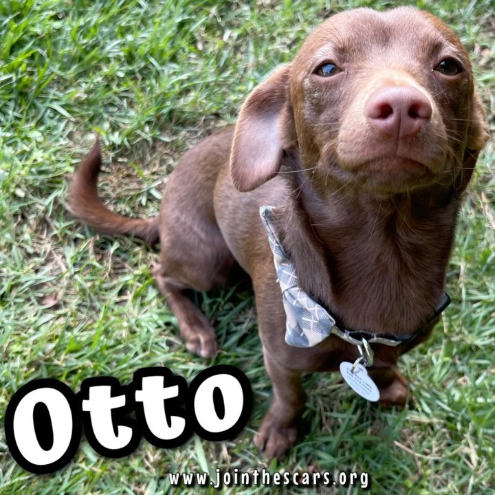 ⠀
Meet Otto our gorgeous 6 month old Chiweenie. He weighs 11 lbs and has a beautiful chocolate coat.
⠀
Otto is sweet as chocolate! He’s super affectionate and loving! He loves to play with other dogs and loves toys! He’s energetic and is always ready for Funtime!
⠀
Otto is a good boy. He’s obedient and always wants to stay close to his humans. He loves to cuddle and snuggle. Living inside the home is new to him, but he’s acclimated pretty swiftly and well.
⠀
He’s such a sweet love bug! We adore him!
⠀
If you are interested in Otto, please submit an Adoption Interest Application found on our website www.jointhescars.org under “forms.”
⠀
<a target='_blank' href='https://www.instagram.com/explore/tags/jointhescars/'>#jointhescars</a> <a target='_blank' href='https://www.instagram.com/explore/tags/adoptdontshop/'>#adoptdontshop</a> <a target='_blank' href='https://www.instagram.com/explore/tags/adoptahero/'>#adoptahero</a> <a target='_blank' href='https://www.instagram.com/explore/tags/heroeshelpingheroes/'>#heroeshelpingheroes</a> <a target='_blank' href='https://www.instagram.com/explore/tags/fosteringsaveslives/'>#fosteringsaveslives</a> <a target='_blank' href='https://www.instagram.com/explore/tags/fosterssavelives/'>#fosterssavelives</a> 
⠀