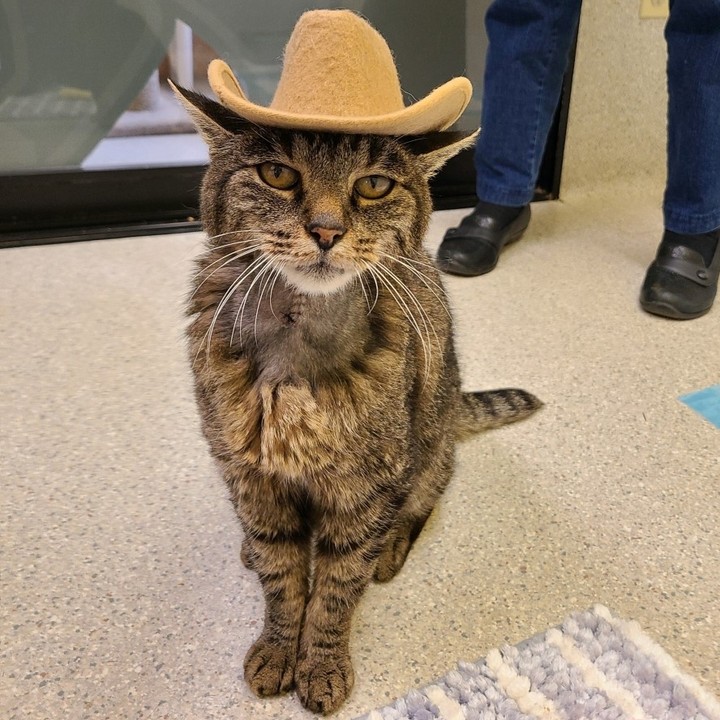 Meowdy purtner! 🤠😸

Some of our shelter cats have that <a target='_blank' href='https://www.instagram.com/explore/tags/FridayFeeling/'>#FridayFeeling</a>! Enjoy some cats in hats!