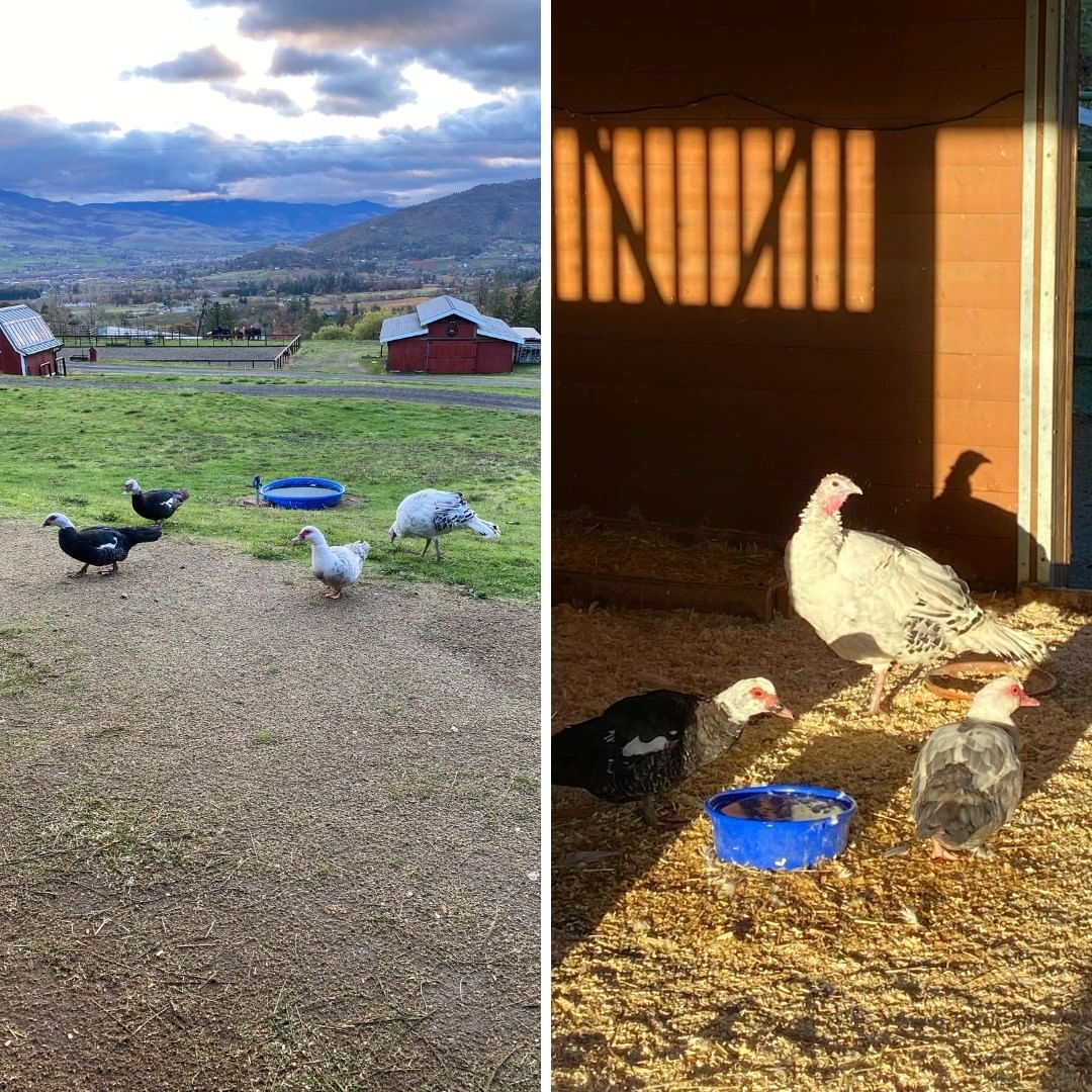 Sabrina the turkey and her friends, Winifred, Mary & Sarah, the Muscovy ducks, are doing well in their adoptive home. Their adopter says that the girls have settled in, and enjoyed the morning after the storm. The first one to venture out of their stall was Sabrina, the other 3 just looked out the door. Then, the next day, everyone was out and about! Their adopter says that they bring her and her family such joy. 

<a target='_blank' href='https://www.instagram.com/explore/tags/Sanctuary/'>#Sanctuary</a> <a target='_blank' href='https://www.instagram.com/explore/tags/CareFarm/'>#CareFarm</a> <a target='_blank' href='https://www.instagram.com/explore/tags/SanctuaryOne/'>#SanctuaryOne</a> <a target='_blank' href='https://www.instagram.com/explore/tags/Animals/'>#Animals</a> <a target='_blank' href='https://www.instagram.com/explore/tags/Adopted/'>#Adopted</a> <a target='_blank' href='https://www.instagram.com/explore/tags/ForeverHome/'>#ForeverHome</a> <a target='_blank' href='https://www.instagram.com/explore/tags/Rescue/'>#Rescue</a> <a target='_blank' href='https://www.instagram.com/explore/tags/Birds/'>#Birds</a> <a target='_blank' href='https://www.instagram.com/explore/tags/Ducks/'>#Ducks</a> <a target='_blank' href='https://www.instagram.com/explore/tags/Turkeys/'>#Turkeys</a>