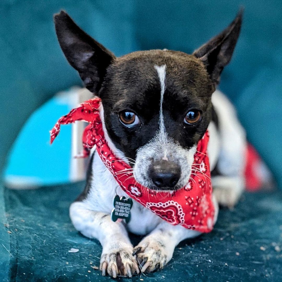 Look at those eyes 😍 Notch is ready for a home! 

Adoption forms can be found on our website.