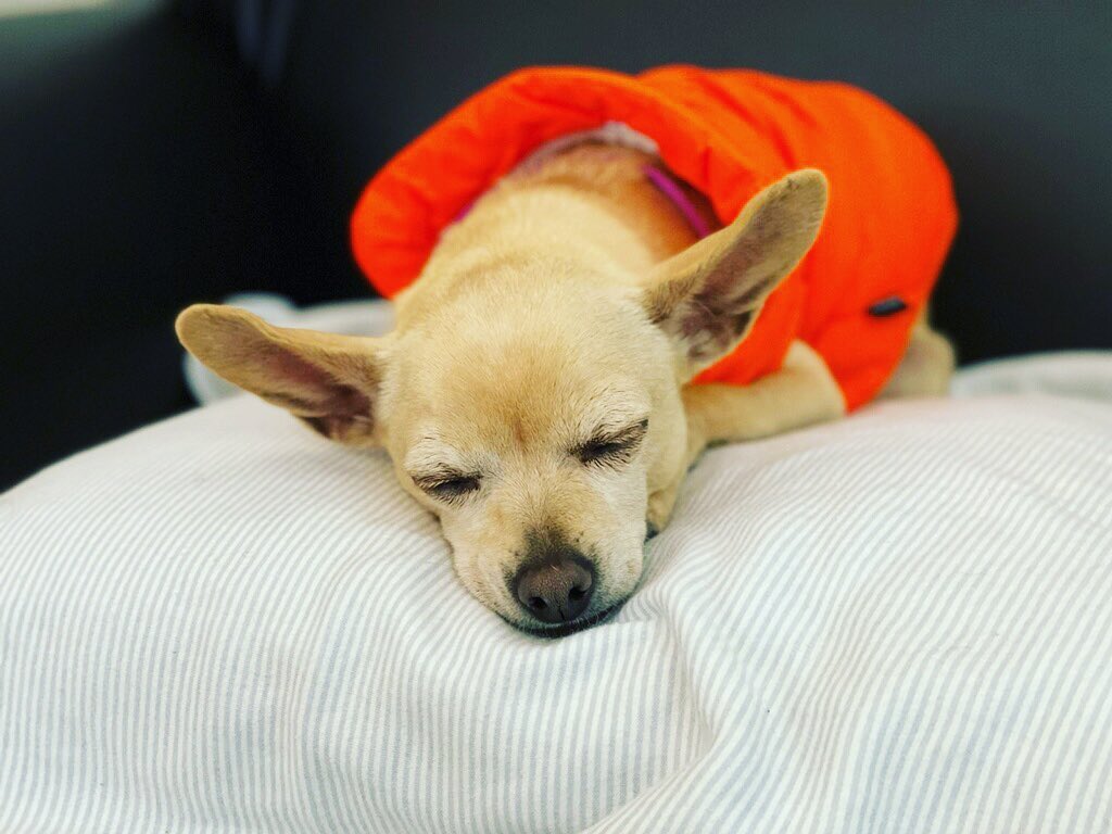 Little Cashew needs our help. We actually met Cashew a few months ago at a wellness clinic that was being put on through @campclinics_. Her mama brought her in to be microchipped. Unfortunately  at the moment, her mama is experiencing homelessness and is in crisis and is not able to care for Cashew so we are seeking a foster home for her while her mama gets back on her feet. Cashew is 8 years old, just 8lbs, spayed and up to date on vaccinations. She is friendly, outgoing and great in public. She walks well on a leash and is potty trained. She loves to lay in your lap and she is used to being with her mama all the time so someone who is home a lot and can give her lots of lap time would be ideal. She is affectionate, loves to cuddle and is a great companion. She hasn't been around cats and she likes some dogs more than others. We are looking for a foster home for her anywhere between Bend and Portland for approximately 3 months. Do you or anyone you know have a warm lap for little Cashew to snuggle up in? Please PM us for more info. <a target='_blank' href='https://www.instagram.com/explore/tags/kindnessmatters/'>#kindnessmatters</a> <a target='_blank' href='https://www.instagram.com/explore/tags/giveback/'>#giveback</a> <a target='_blank' href='https://www.instagram.com/explore/tags/kindness/'>#kindness</a> <a target='_blank' href='https://www.instagram.com/explore/tags/bendcommunity/'>#bendcommunity</a> <a target='_blank' href='https://www.instagram.com/explore/tags/fosteringsaveslives/'>#fosteringsaveslives</a> <a target='_blank' href='https://www.instagram.com/explore/tags/feelgood/'>#feelgood</a> <a target='_blank' href='https://www.instagram.com/explore/tags/helpingothers/'>#helpingothers</a> <a target='_blank' href='https://www.instagram.com/explore/tags/payitforward/'>#payitforward</a>