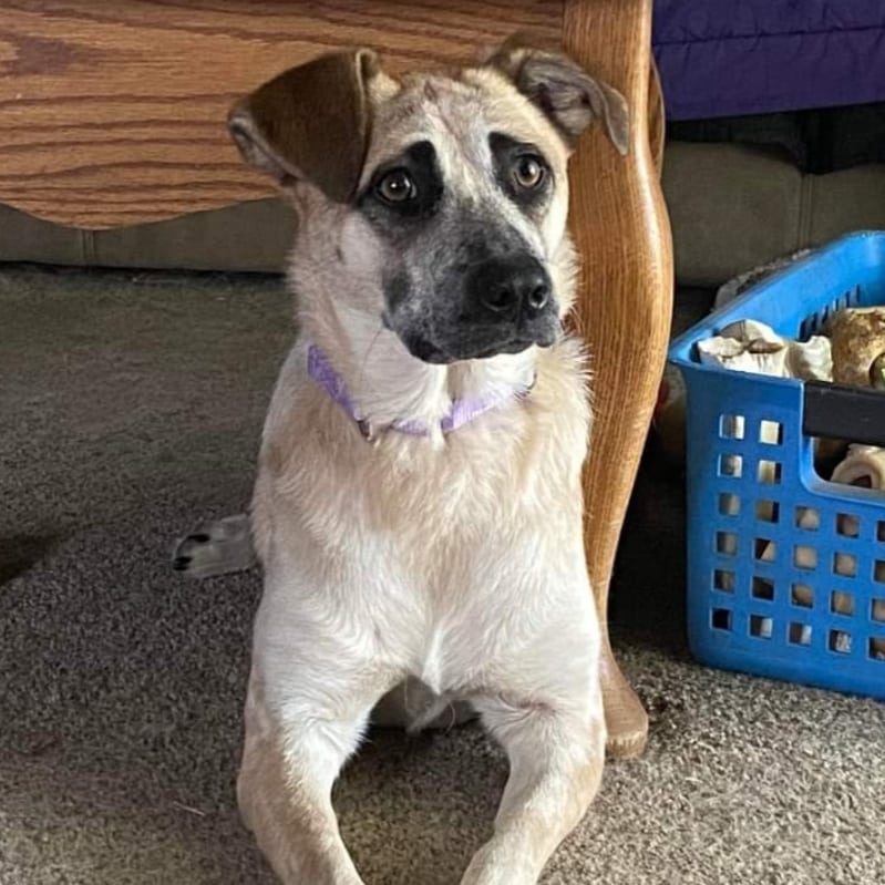 My name is Spice and I will spice up your life if you welcome me into your family!  I am a 2 yr old, spayed female, heeler mix weighing in at a petite 35 lbs. 

I was hit by a car before I arrived in Wisconsin so my back right leg was amputated, but I have learned to get around like a champ regardless!

I do a really good job of keeping three paws on the floor.  I have not had any potty accidents in my foster home going outside about every three hours.  I am doing a great job sharing toys, food, water, and attention with my furry foster siblings.  I am curious about things in my sight and reach but if I put them in my mouth, I am doing a good job with drop it and letting my humans have it.  I have only barked a few times when I’ve seen people walking past my yard but that is all. 

I LOVE marrow and knuckle bones.  Pulling on stuffies until I see the guts is fun.  Taking the stuffing and squeaker out is a blast!  I love to run in my yard too. 

I’m a little shy when I first meet new people. By my second day in foster, I was going to my family for cuddles, spinning circles of excitement to say I’m so happy you are home, and pawing at legs to say let’s play.  My foster mom says I am such a sweet, silly girl.  I have lots of love to give and would love to share my first Wisconsin snowfall with you!

<a target='_blank' href='https://www.instagram.com/explore/tags/adoptdontshop/'>#adoptdontshop</a>
<a target='_blank' href='https://www.instagram.com/explore/tags/luckymuttswi/'>#luckymuttswi</a>
<a target='_blank' href='https://www.instagram.com/explore/tags/rescuedogsmke/'>#rescuedogsmke</a>
<a target='_blank' href='https://www.instagram.com/explore/tags/doglovers/'>#doglovers</a>
<a target='_blank' href='https://www.instagram.com/explore/tags/rescuedogsofinstagram/'>#rescuedogsofinstagram</a>
<a target='_blank' href='https://www.instagram.com/explore/tags/sweetpup/'>#sweetpup</a>
<a target='_blank' href='https://www.instagram.com/explore/tags/mke/'>#mke</a>
<a target='_blank' href='https://www.instagram.com/explore/tags/mkepup/'>#mkepup</a>
<a target='_blank' href='https://www.instagram.com/explore/tags/wisconsinrescue/'>#wisconsinrescue</a>
<a target='_blank' href='https://www.instagram.com/explore/tags/lovedogs/'>#lovedogs</a>
<a target='_blank' href='https://www.instagram.com/explore/tags/rescue/'>#rescue</a>
<a target='_blank' href='https://www.instagram.com/explore/tags/foster/'>#foster</a>
<a target='_blank' href='https://www.instagram.com/explore/tags/adopt/'>#adopt</a>
<a target='_blank' href='https://www.instagram.com/explore/tags/dogsofinstagram/'>#dogsofinstagram</a>
<a target='_blank' href='https://www.instagram.com/explore/tags/dogrescue/'>#dogrescue</a>
<a target='_blank' href='https://www.instagram.com/explore/tags/heeler/'>#heeler</a>