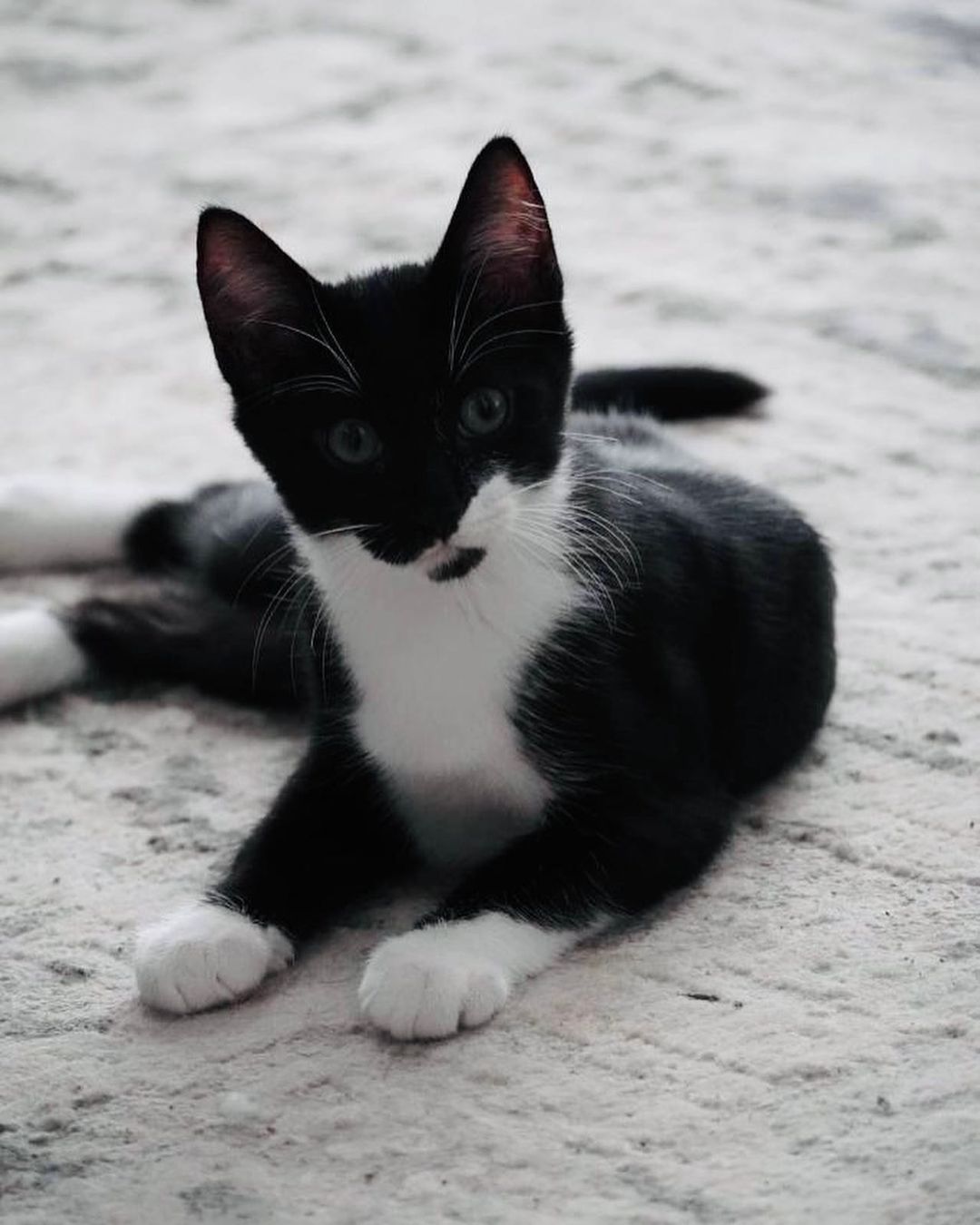 Hello- from River!
What a character! He has come a long way and is now ready fir his furrrver home. He came to his current foster super scared of every noise, now he loves to sit and watch rhe traffic go by. He loves balls and dumps the toy basket over and scatters the toys all over the room. He even occasionally comes and says Hi to the dogs! He loves his foster sister (seen in one of the pics) and is looking to be adopted into a home with another cat. Or maybe his sister, Aja? ❤️ He is combo tested negative, UTD on vax and soon to be neutered. He’s approx 3 months old. 
DM for an adoption questionnaire!
.
.
.
.
.
.
.
.
.
.
.
<a target='_blank' href='https://www.instagram.com/explore/tags/tuxedocat/'>#tuxedocat</a><a target='_blank' href='https://www.instagram.com/explore/tags/tuxies/'>#tuxies</a><a target='_blank' href='https://www.instagram.com/explore/tags/tuxedokitten/'>#tuxedokitten</a><a target='_blank' href='https://www.instagram.com/explore/tags/sheltercat/'>#sheltercat</a><a target='_blank' href='https://www.instagram.com/explore/tags/shelterkitten/'>#shelterkitten</a><a target='_blank' href='https://www.instagram.com/explore/tags/whiskersonfleek/'>#whiskersonfleek</a><a target='_blank' href='https://www.instagram.com/explore/tags/whitewhiskers/'>#whitewhiskers</a><a target='_blank' href='https://www.instagram.com/explore/tags/catlife/'>#catlife</a><a target='_blank' href='https://www.instagram.com/explore/tags/catfosters/'>#catfosters</a><a target='_blank' href='https://www.instagram.com/explore/tags/fosteringsaveslives/'>#fosteringsaveslives</a><a target='_blank' href='https://www.instagram.com/explore/tags/huffpostgram/'>#huffpostgram</a><a target='_blank' href='https://www.instagram.com/explore/tags/kittygram/'>#kittygram</a><a target='_blank' href='https://www.instagram.com/explore/tags/huntingtonbeach/'>#huntingtonbeach</a><a target='_blank' href='https://www.instagram.com/explore/tags/dailycat/'>#dailycat</a><a target='_blank' href='https://www.instagram.com/explore/tags/catpics/'>#catpics</a>