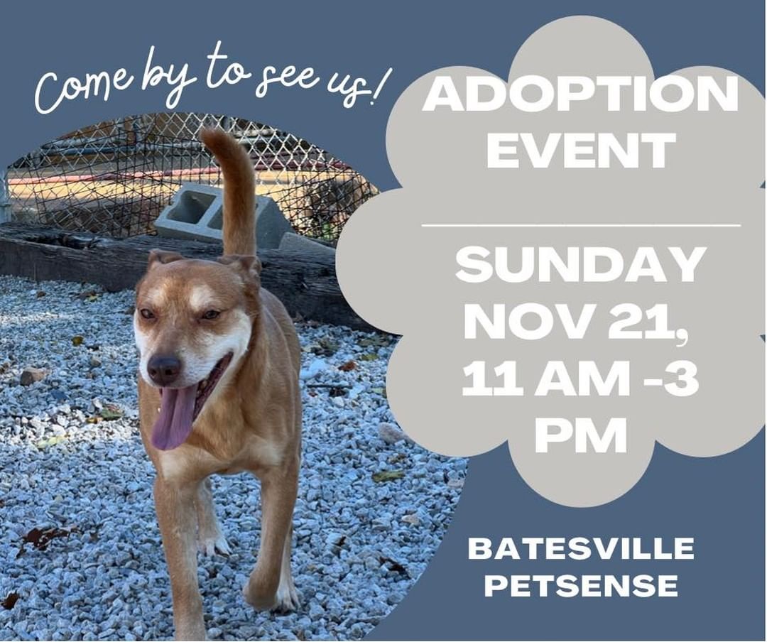 Come by the Batesville Petsense this Sunday November 21 from 11 am- 3 pm. 

If they're not adopted before Sunday, we plan to bring Winnie, Sasuke, Jasper, Sparky, Patches, Wally, Bubba and Willow, and maybe Rosalina.

If you are considering adopting a pet, this is a great time to meet and greet.  If adoption isn’t in your llama, just come by to pet some furry friends!  You could also consider paying forward an adoption fee for someone else. 

Join us this Sunday!