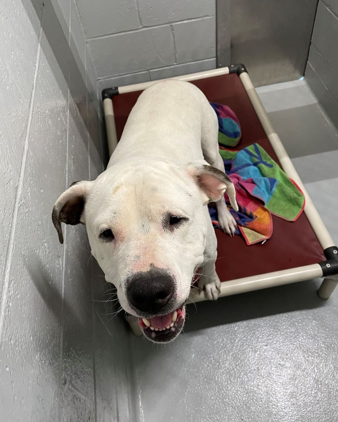 ‼ FOUND DOG ‼
This sweet guy was found and brought to the shelter by a good Samaritan when he was found on Norcross Circle by East State Street. If this is your dog, please contact the Hamilton Animal Shelter. 
📞 609-890-3550
Please share and help him find his family.