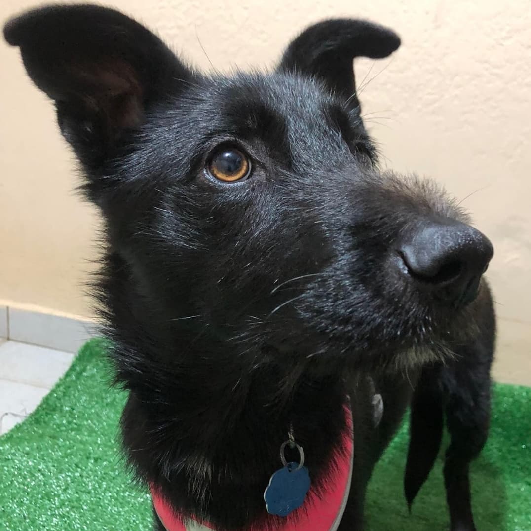 AVAILABLE FOR ADOPTION 
<a target='_blank' href='https://www.instagram.com/explore/tags/AdoptAFriend/'>#AdoptAFriend</a> 

Meet Lady

Weighs approximately 23lbs and is about 5-6 months. When Lady was found she was being chased by large dogs, Silvia her rescuer prevented the other dogs from attacking her. Lady was  extremely dirty, malnourished, full of ticks and many bugs in her belly. Lady is now a healthy puppy who can be very shy at first and will need a little time to adapt but once Lady is comfortable enough you will see she is very affectionate and loves to play.
To fill out an application for Lady 
visit our website (link in bio).

<a target='_blank' href='https://www.instagram.com/explore/tags/fhstj/'>#fhstj</a><a target='_blank' href='https://www.instagram.com/explore/tags/adoptadogsandiego/'>#adoptadogsandiego</a><a target='_blank' href='https://www.instagram.com/explore/tags/adoptdontshop/'>#adoptdontshop</a><a target='_blank' href='https://www.instagram.com/explore/tags/dog/'>#dog</a><a target='_blank' href='https://www.instagram.com/explore/tags/puppy/'>#puppy</a><a target='_blank' href='https://www.instagram.com/explore/tags/sandiego/'>#sandiego</a><a target='_blank' href='https://www.instagram.com/explore/tags/Ladythedog/'>#Ladythedog</a><a target='_blank' href='https://www.instagram.com/explore/tags/mansbestfriend/'>#mansbestfriend</a><a target='_blank' href='https://www.instagram.com/explore/tags/petadoption/'>#petadoption</a><a target='_blank' href='https://www.instagram.com/explore/tags/petadoptionevent/'>#petadoptionevent</a><a target='_blank' href='https://www.instagram.com/explore/tags/dogsofsandiego/'>#dogsofsandiego</a><a target='_blank' href='https://www.instagram.com/explore/tags/adoptafriend/'>#adoptafriend</a>