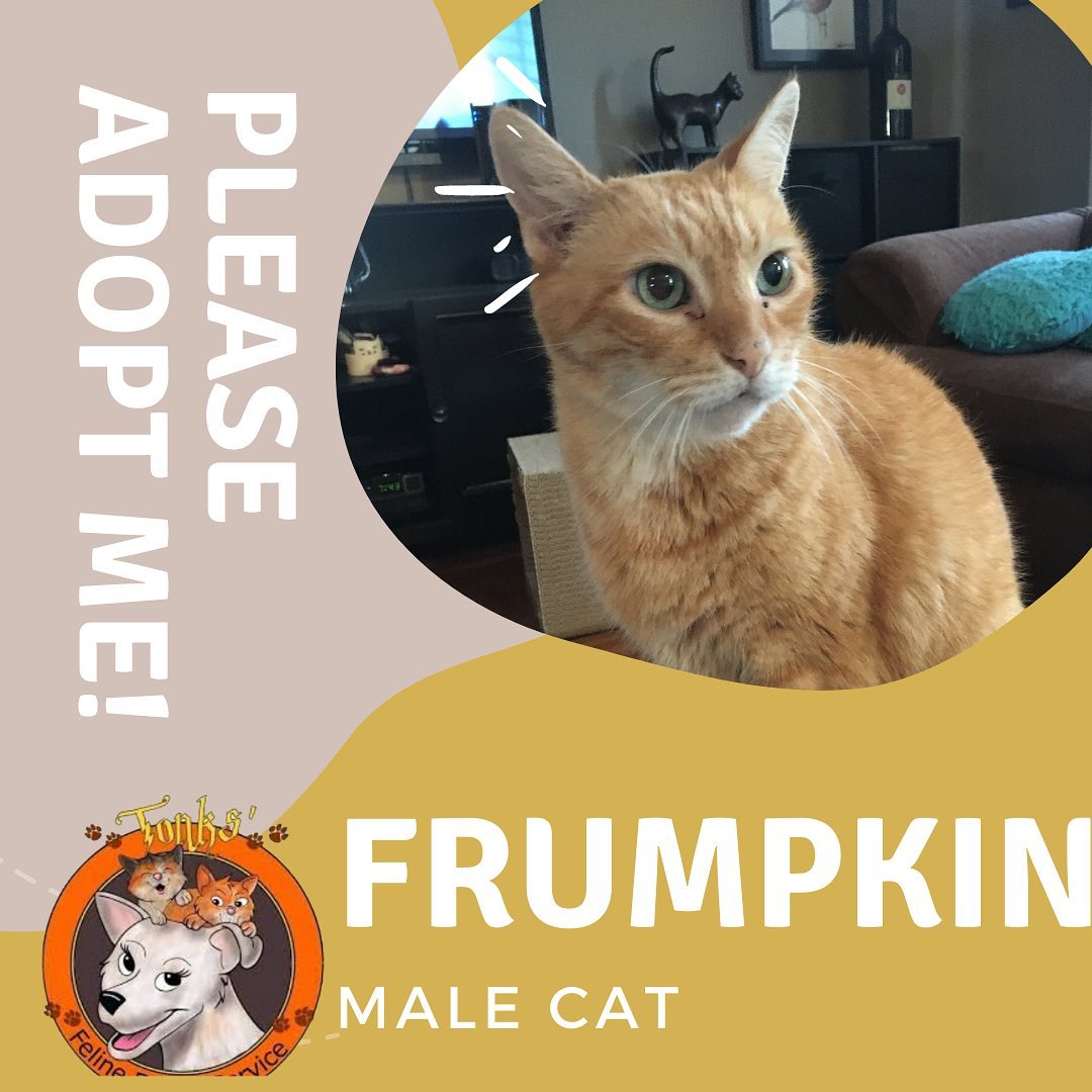 Looking to adopt? Know anyone thinking about a great addition to their family? 😍🙏 Please come meet all these adoptable kitties (and many more!) this Saturday at our adoption event at Pet Supplies Plus in Huntington Beach (5912 Edinger Ave) from 11 AM - 4 PM. 

If you are in the area, and are looking to open your heart and home, please come by and see us and meet all these precious babes looking for their furever homes ❤️ even if you aren’t able to adopt at the moment please share this post or consider fostering! We appreciate you all 💕

<a target='_blank' href='https://www.instagram.com/explore/tags/catlife/'>#catlife</a> <a target='_blank' href='https://www.instagram.com/explore/tags/catprobs/'>#catprobs</a> <a target='_blank' href='https://www.instagram.com/explore/tags/rescuecat/'>#rescuecat</a> <a target='_blank' href='https://www.instagram.com/explore/tags/rescuecatsrule/'>#rescuecatsrule</a> <a target='_blank' href='https://www.instagram.com/explore/tags/rescuecatsrock/'>#rescuecatsrock</a> <a target='_blank' href='https://www.instagram.com/explore/tags/chat/'>#chat</a> <a target='_blank' href='https://www.instagram.com/explore/tags/katze/'>#katze</a> <a target='_blank' href='https://www.instagram.com/explore/tags/neko/'>#neko</a> <a target='_blank' href='https://www.instagram.com/explore/tags/rescuedandloved/'>#rescuedandloved</a> <a target='_blank' href='https://www.instagram.com/explore/tags/adoptdontshop/'>#adoptdontshop</a> <a target='_blank' href='https://www.instagram.com/explore/tags/catstagram/'>#catstagram</a> <a target='_blank' href='https://www.instagram.com/explore/tags/catsofinstagram/'>#catsofinstagram</a> <a target='_blank' href='https://www.instagram.com/explore/tags/instacat/'>#instacat</a> <a target='_blank' href='https://www.instagram.com/explore/tags/coolcats/'>#coolcats</a> <a target='_blank' href='https://www.instagram.com/explore/tags/tonksfelinefoster/'>#tonksfelinefoster</a> <a target='_blank' href='https://www.instagram.com/explore/tags/gardengrove/'>#gardengrove</a> <a target='_blank' href='https://www.instagram.com/explore/tags/orangecounty/'>#orangecounty</a> <a target='_blank' href='https://www.instagram.com/explore/tags/lacounty/'>#lacounty</a> <a target='_blank' href='https://www.instagram.com/explore/tags/rescueanimals/'>#rescueanimals</a>