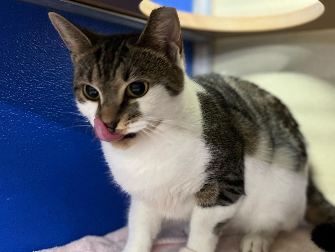😛 ADOPTABLE CAT: JASMINE! 😛 Jasmine knows she’s as cute as a tasty snack. This young girl is social, spayed, and a ball to be around. You can normally find Jasmine hopping up and down her condo levels or rolling around playing with a toy. Jasmine would love a home that she can do her daily exercise activities and spoil her with lots of enrichment. Once the energy is out she is quite snuggly! Interested in meeting Jasmine? We are open tomorrow from 2-4:30pm and 12-4:30pm this Saturday & Sunday!

<a target='_blank' href='https://www.instagram.com/explore/tags/adoptnacc/'>#adoptnacc</a> <a target='_blank' href='https://www.instagram.com/explore/tags/fosternacc/'>#fosternacc</a> 
☎️ 757-441-5505
📧 nacc@norfolk.gov
📍 5585 Sabre Road Norfolk, Virginia 23502