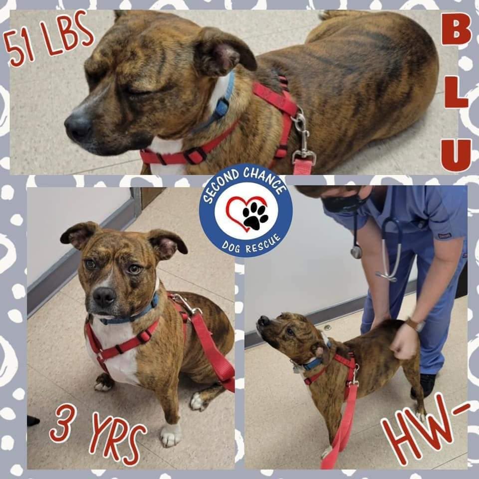 Meet Blu, a handsome and very sweet 3 yr old male Brindle Boxer/Terrier Mix, 51 lbs., neutered, up-to-date on vaccines and heartworm negative. Blu needs a home of his own and would love to have a big fenced in yard and an active playmate to spend time with. He loves people, good with kids, and good with other dogs. Housetrained and kennel trained, and good on leash. Requirements for adoption include good vet history, fenced yard (no exceptions) and a live or virtual home visit required for approval. Fostered by Ann. Fee: $250. Apply online: http://secondchancedogrescuela.org/.../adoption-application/. Please note that due to increased number of applications, inquiries, messages and calls, we are not able to respond to every notification. If your application is approved, you should hear from us within a week. Thank you for sharing this pet!

<a target='_blank' href='https://www.instagram.com/explore/tags/scdrla/'>#scdrla</a> <a target='_blank' href='https://www.instagram.com/explore/tags/adoptdontshop/'>#adoptdontshop</a> <a target='_blank' href='https://www.instagram.com/explore/tags/stopeuthanasia/'>#stopeuthanasia</a> <a target='_blank' href='https://www.instagram.com/explore/tags/rescuedogsofinstagram/'>#rescuedogsofinstagram</a> <a target='_blank' href='https://www.instagram.com/explore/tags/rescuerocks/'>#rescuerocks</a> <a target='_blank' href='https://www.instagram.com/explore/tags/rescuerehabrehome/'>#rescuerehabrehome</a> <a target='_blank' href='https://www.instagram.com/explore/tags/spayandneuteryourpets/'>#spayandneuteryourpets</a> <a target='_blank' href='https://www.instagram.com/explore/tags/unconditionallove/'>#unconditionallove</a> <a target='_blank' href='https://www.instagram.com/explore/tags/puppylove/'>#puppylove</a> <a target='_blank' href='https://www.instagram.com/explore/tags/fosteringsaveslives/'>#fosteringsaveslives</a> <a target='_blank' href='https://www.instagram.com/explore/tags/dogsofinstagram/'>#dogsofinstagram</a> <a target='_blank' href='https://www.instagram.com/explore/tags/goteamsecondchancebr/'>#goteamsecondchancebr</a> <a target='_blank' href='https://www.instagram.com/explore/tags/calisclosetandbandanas/'>#calisclosetandbandanas</a>