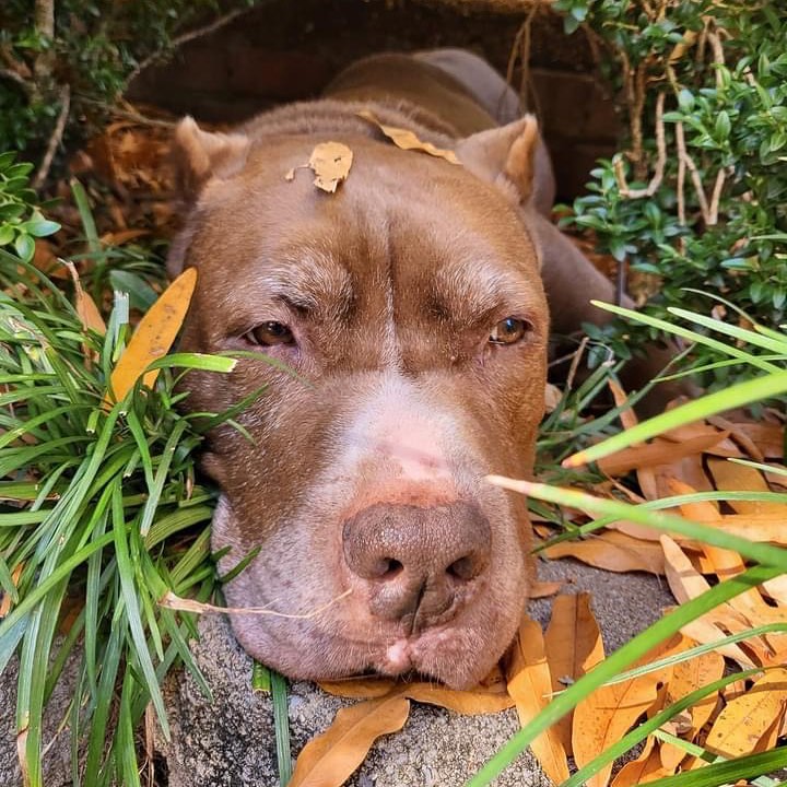 Not to be dramatic but this cold weather is totally ruining our vibe!! Ugh! Milty prefers the sunshine on his face instead of these dumb leaves. 🙄 But he sure is cute no matter the weather. 🥰 <a target='_blank' href='https://www.instagram.com/explore/tags/sdfMilton/'>#sdfMilton</a> <a target='_blank' href='https://www.instagram.com/explore/tags/adoptable/'>#adoptable</a> <a target='_blank' href='https://www.instagram.com/explore/tags/tripawd/'>#tripawd</a> <a target='_blank' href='https://www.instagram.com/explore/tags/fallvibes/'>#fallvibes</a> <a target='_blank' href='https://www.instagram.com/explore/tags/dogsofinstagram/'>#dogsofinstagram</a> <a target='_blank' href='https://www.instagram.com/explore/tags/igdogs/'>#igdogs</a> <a target='_blank' href='https://www.instagram.com/explore/tags/rescuedog/'>#rescuedog</a> <a target='_blank' href='https://www.instagram.com/explore/tags/rescuedogsofinstagram/'>#rescuedogsofinstagram</a> <a target='_blank' href='https://www.instagram.com/explore/tags/choose901/'>#choose901</a> <a target='_blank' href='https://www.instagram.com/explore/tags/rescuedismyfavoritebreed/'>#rescuedismyfavoritebreed</a> <a target='_blank' href='https://www.instagram.com/explore/tags/adoptables/'>#adoptables</a> <a target='_blank' href='https://www.instagram.com/explore/tags/adoptdontshop/'>#adoptdontshop</a>