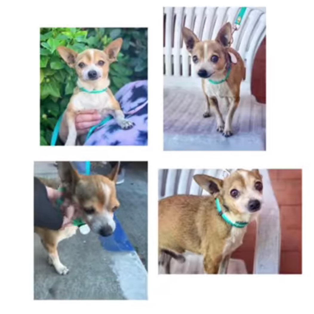Meet Sake Bomb!

Sake Bomb is an 11 yr old, 8 lb Chihuahua who joins us from Delano Animal Shelter 

He is neutered, microchipped, vaccinated, free of parasites and has had a dental cleaning.  His senior labwork shows that he is healthy

He takes a VERY CHEAP ($2/month) medication for arthritis and will come with a several month supply and a written script that you can have filled at the pharmacy of your choice for one year.

His foster mom says this about him

“What a happy little guy! He is always wagging his tail like he’s having the time of his life.  He has fit right in with the 4 resident dogs with no problems.

He currently wears a belly band as his desire to mark subsides (hopefully). He’s getting the hang of being inside, where we don’t potty, to going outside, where you’re cheered on for it.  Since he was just neutered, we expect that this will slowly wane as those hormones leave his body

He sleeps like a champ in his kennel at night, is a good eater, and takes meds just fine in pill pockets. He was fine on the car ride home.  He does well on a leash

He comes up for pets and likes to be on, or near you when relaxing. I think he’s a very good boy.”

He qualifies for our Seniors for Seniors Program where pets over age 5 are available to people over age 55 for a $5 adoption fee (application required and regular adoption criteria apply). 

He is fostered in the SF Bay Area of CA and for the first 30 days he is available, he will be adoptable to people willing to come to us to adopt. After that, if he is still available, we will consider transporting him to major US airports for flexible adopters willing to work with the volunteer flight attendants who escort them in-cabin on STANDBY flights in their spare time.

If you would like to adopt please send a THOROUGH email that mentions DETAILS FROM THIS BIO to beourpet@gmail.com

If you cannot adopt, but would like to make a tax-deductible (EIN 45-4103375) towards this pet's care please do so on this post (if this is an option) or by one of these 

www.paypal.me/UOH
Zelle beourpet@gmail.com
Venmo umbrellaof-hoperescue

You can also buy Umbrella of Hope merchandise.