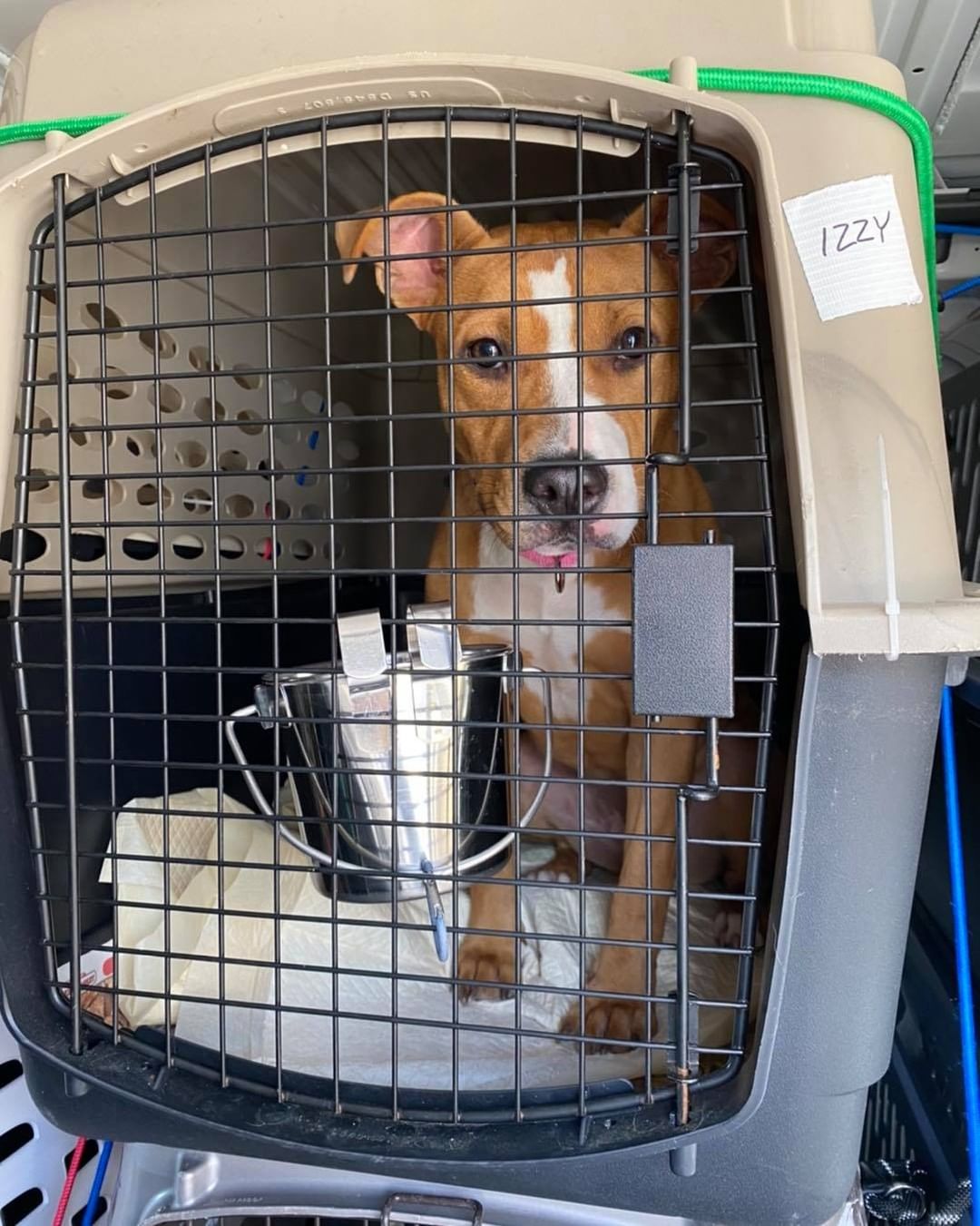 Here they come, Massachusetts! 🚐 

2️⃣6️⃣ animals are officially on their way to new beginnings. We are so grateful to the fosters, volunteers, and our wonderful transporter for making this happen. 💖 We could not do this without them! 

But wait! 🛑 We still have several animals who have yet to find their forever homes. Head to www.browndogcoalition.com to see who’s still waiting. ⏰