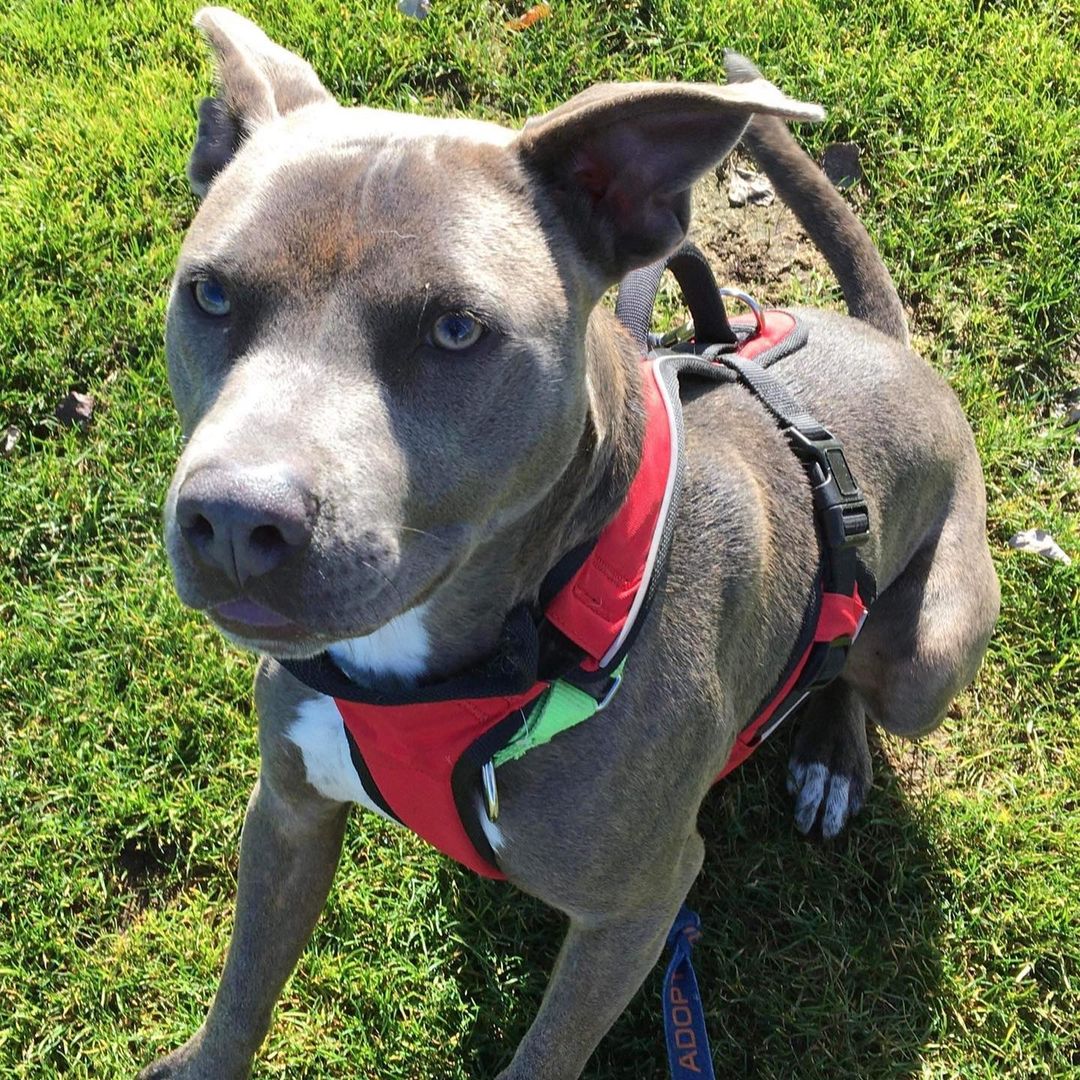 💙Pocket Pit Alert💙 This young male Pit Bull mix is full of energy and life! An absolute sweetheart, DJ is affectionate and loves people. He is currently living at South Pacific County Humane Society in Long Beach WA, after being transferred from a different shelter following an unsuccessful adoption placement.

DJ has been refining his skill at walking on a leash, he gets so excited about going for a walk he bounces around to start with! However this stops when he gets into the walk. He does well on a harness and also has some experience with a head harness. While he relishes playtime, DJ needs a balance of play & exercise, AND boundaries & consistency. With just play time, this little boy has the capacity to go into a real spin and he will find it hard to calm down again. With boundaries and direction, he can be very well behaved! Structured play and games where he has to think will be important for DJ, as he is very smart and needs use his grey matter! 

DJ is a favorite with the volunteers and staff at the shelter! Volunteer dog walker Kay says, ‘DJ is so many things. He’s smart and funny,  sweet and a goofball! He’s a good boy and will be a great addition to whoever adopts him!’

Due to his exuberance DJ would be best in a home without small children. He would also be best placed in a home where he is the only dog. DJ is a very handsome boy with a lovely shiny coat. He is also a love bug, and wants to both be loved and show you that he loves you too! At 35 lbs he is certainly a pocket pit! If DJ sounds like the pup for you, please complete follow the link below to complete an application, stating DJ is the dog you are in interested in:

https://beachpets.com/long-beach-wa-shelter/dog-adoption-application/