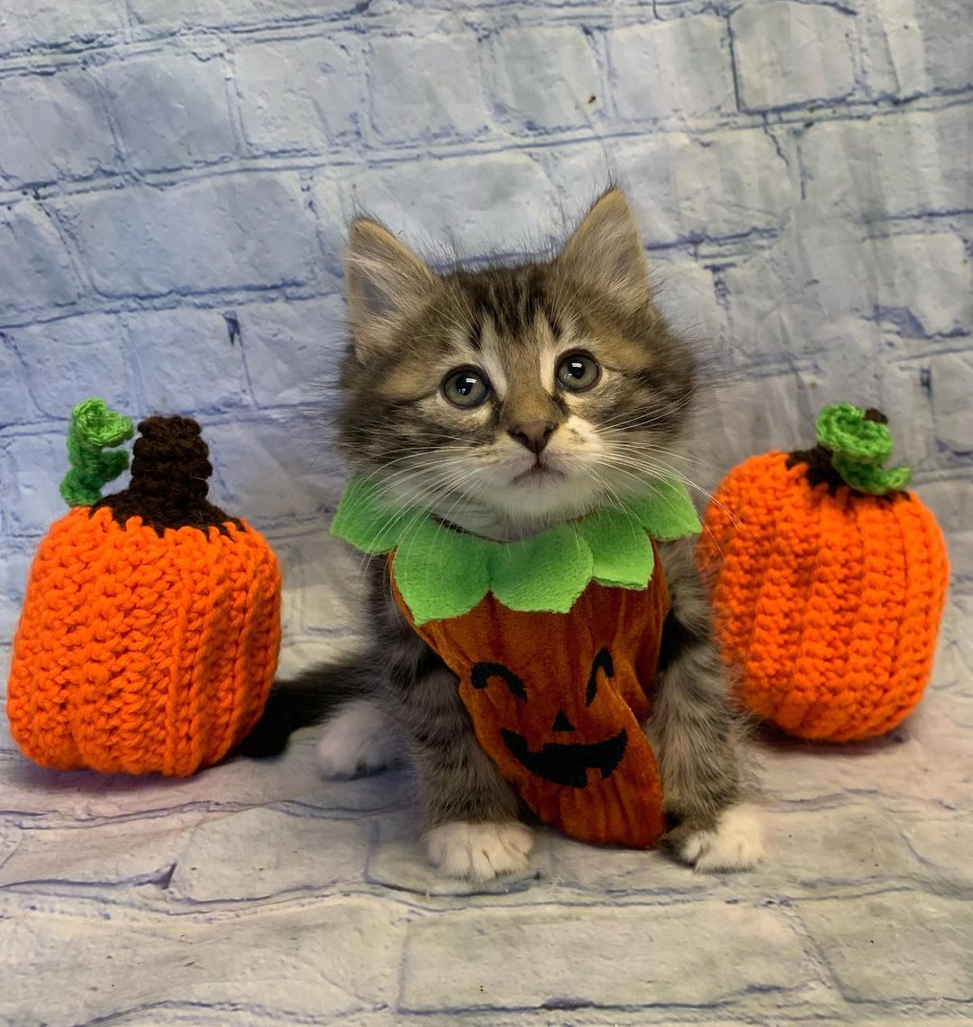 Emmitt is hoping you’ll join us at our Fall Festival this Saturday from 11 AM - 4 PM at 2587 Water Tower Rd! Come out for a day full of fun and to see the future of Kind Keeper Animal Rescue! 🧡