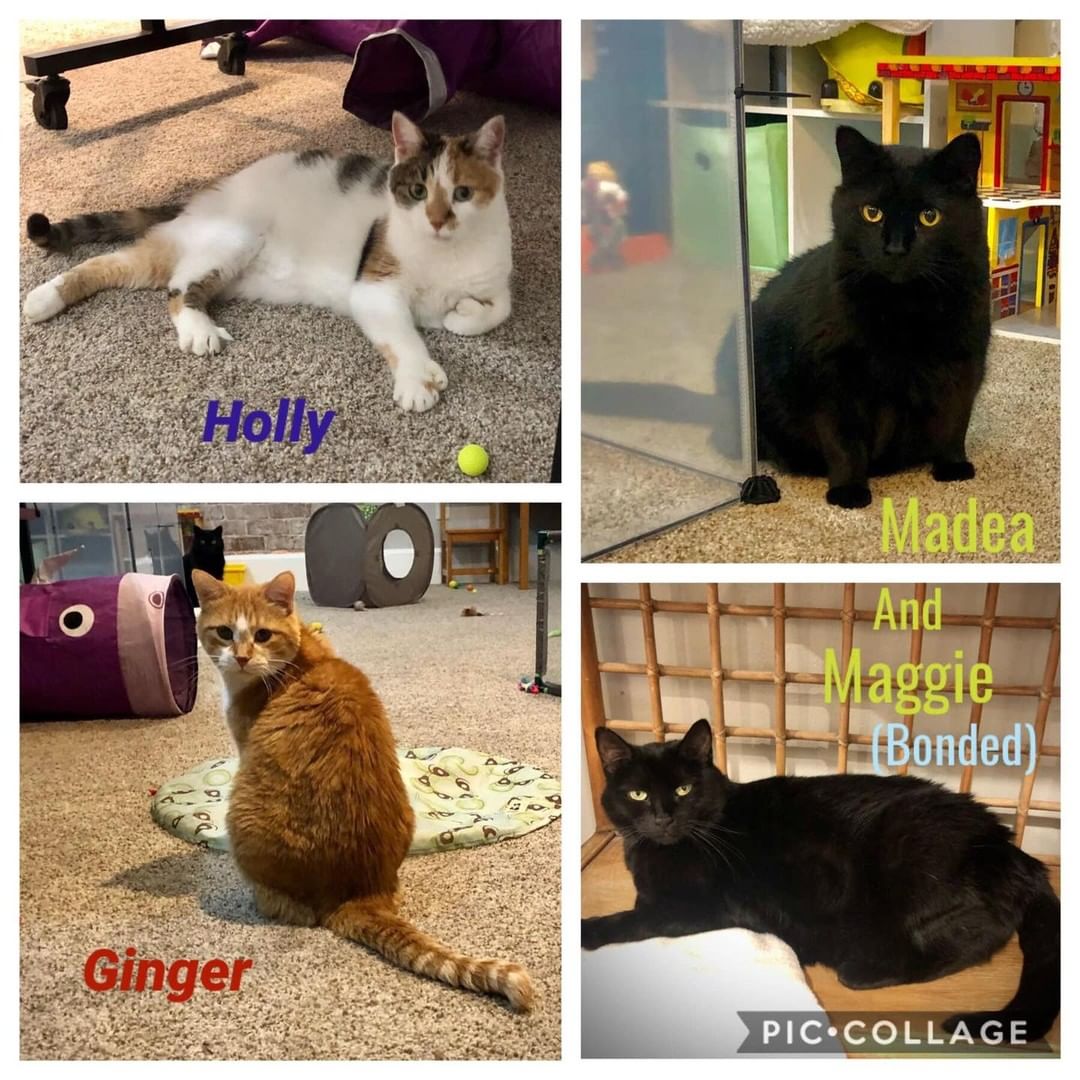 These cats are hanging out in a foster homes, if you want to meet any of them you can fill out an application at https://bahs.us/adoptables/ and we’ll set up a meet and greet!