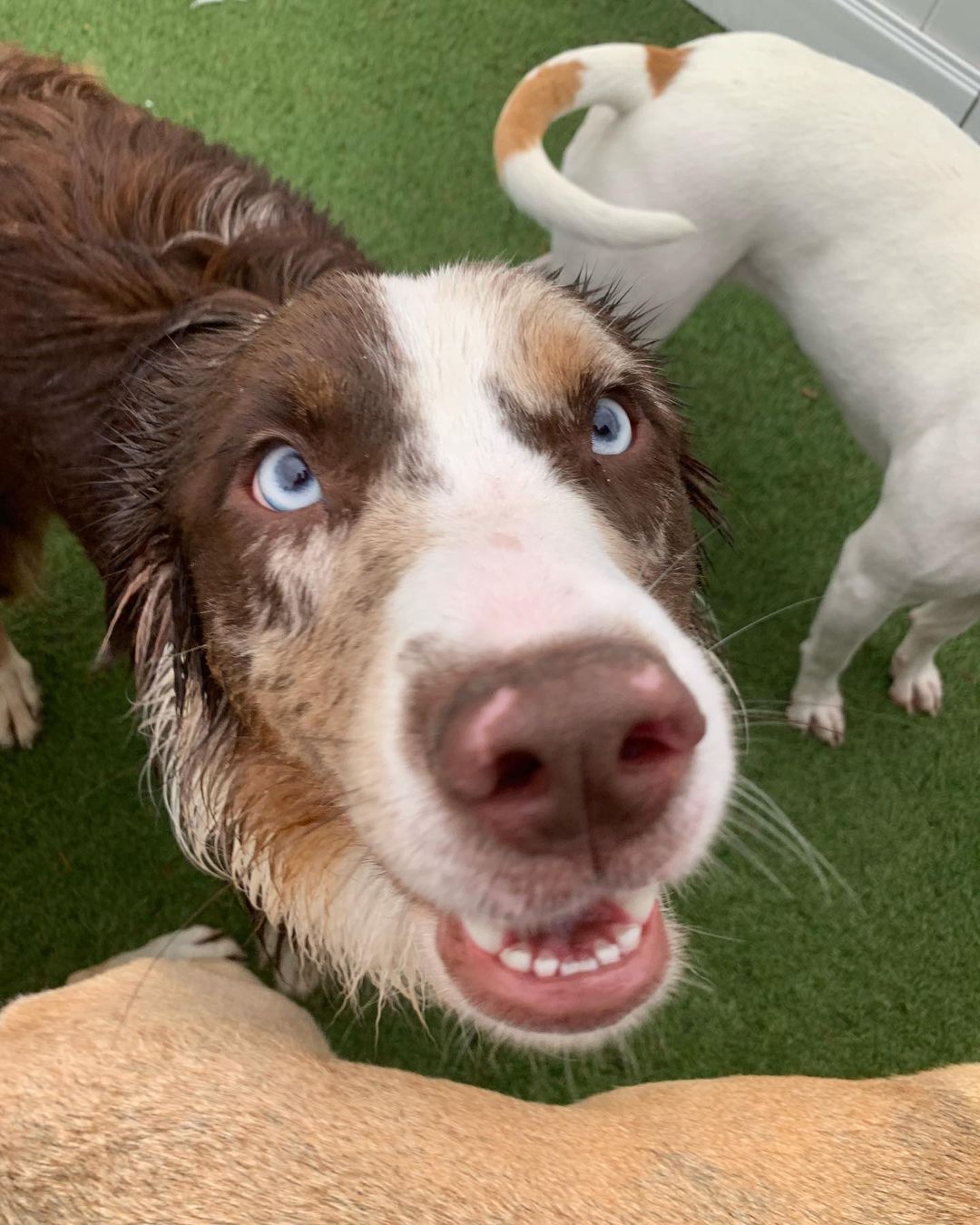 Happy Friday Junior! Feat. Oakley, Sage, Bucky, Noodle, Tovey, Mia, and Chaplin 😄