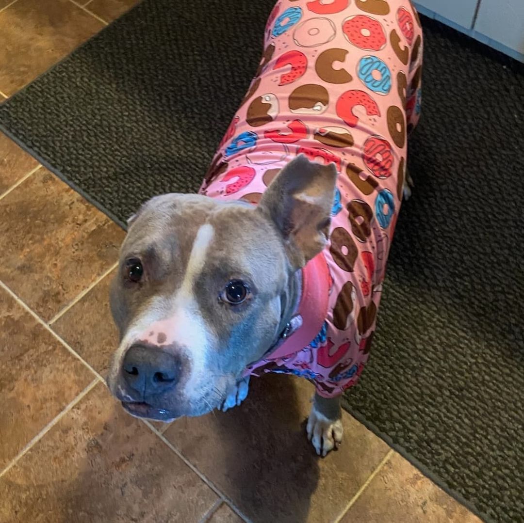 What's cuter than a pitty in pj's?

🍩 𝗦𝗲𝗿𝗲𝗻𝗶𝘁𝘆 𝗶𝗻 𝗽𝗶𝗻𝗸 𝗱𝗼𝗻𝘂𝘁 𝗽𝗷'𝘀! 🍩 

Serenity has been with rescue for over two years.  She was abandoned at a grooming facility where she lived in a crate for two and a half years.

She has over come being abandoned, she beat heartwoms and she found a foster after a year in boarding.  The one thing Serenity has yet to find is a family of her own.

Serenity would do best as your only four legged love, but with proper introductions she can become friends with another chill dog, similar in size.  She prefers males.

Serenity loves people, especially little people.  She enjoys sun bathing, car rides and lots of naps and kisses.

Someone adopt this beautiful girl!!
www.MarleighsFriends.org/adopt

<a target='_blank' href='https://www.instagram.com/explore/tags/pittysinpajamas/'>#pittysinpajamas</a> <a target='_blank' href='https://www.instagram.com/explore/tags/pittysnpjs/'>#pittysnpjs</a>