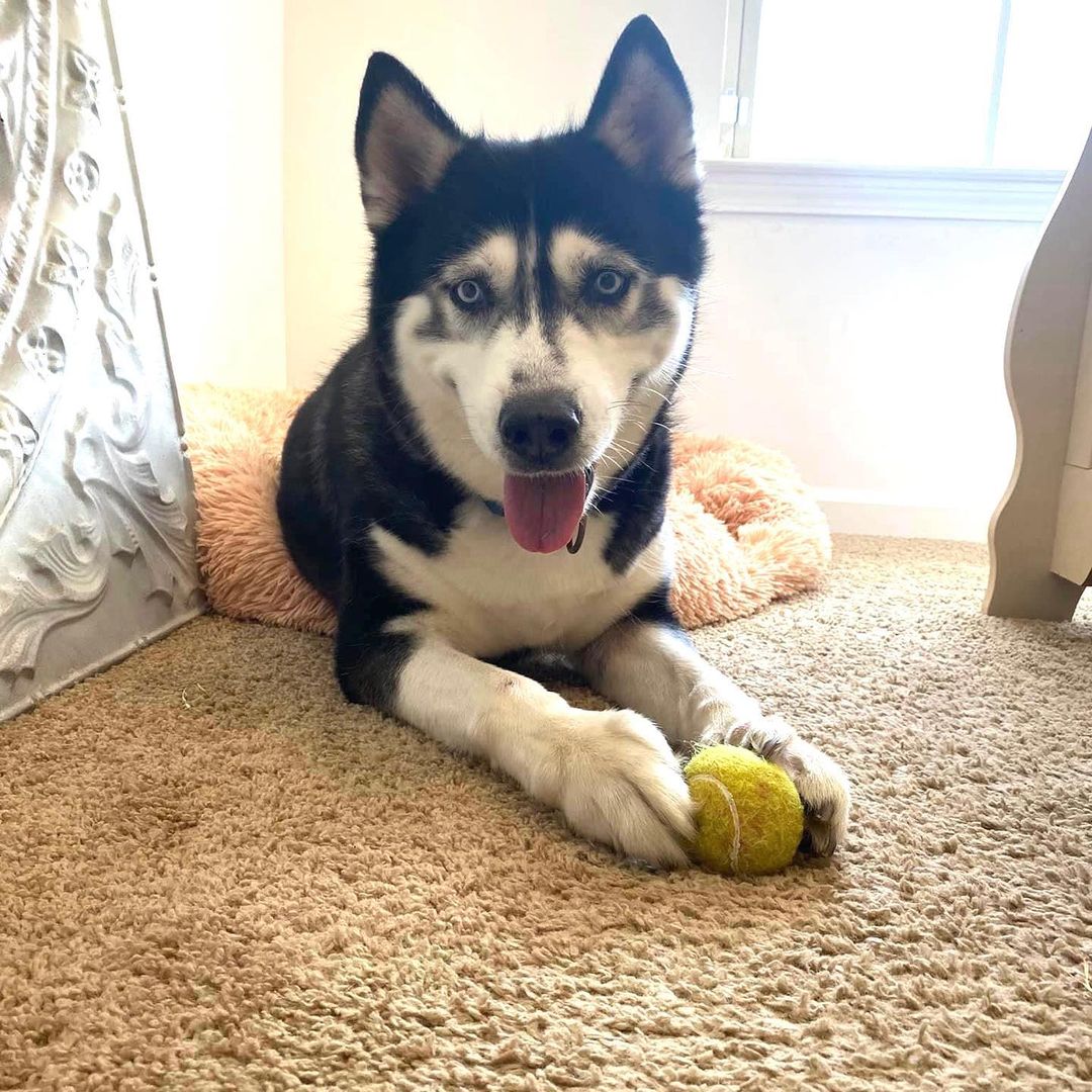 We welcomed the most adorable senior queen to rescue this week. Meet Poppy, the spunky and “husky” 10 year old husky lady!! Her foster mom said she’s great with all dogs, has great potential with cats, and is kid friendly. She loves toys and tennis balls and likes to use her beautiful husky singing voice! Did you fall as madly in love as we did, then click the link in the bio to apply today ❤️🐾

<a target='_blank' href='https://www.instagram.com/explore/tags/adoptdontshop/'>#adoptdontshop</a> <a target='_blank' href='https://www.instagram.com/explore/tags/adoptaseniordog/'>#adoptaseniordog</a> <a target='_blank' href='https://www.instagram.com/explore/tags/seniorhusky/'>#seniorhusky</a> <a target='_blank' href='https://www.instagram.com/explore/tags/seniordog/'>#seniordog</a> <a target='_blank' href='https://www.instagram.com/explore/tags/huskyrescue/'>#huskyrescue</a> <a target='_blank' href='https://www.instagram.com/explore/tags/rescuehusky/'>#rescuehusky</a> <a target='_blank' href='https://www.instagram.com/explore/tags/siberianhusky/'>#siberianhusky</a> <a target='_blank' href='https://www.instagram.com/explore/tags/husky/'>#husky</a>