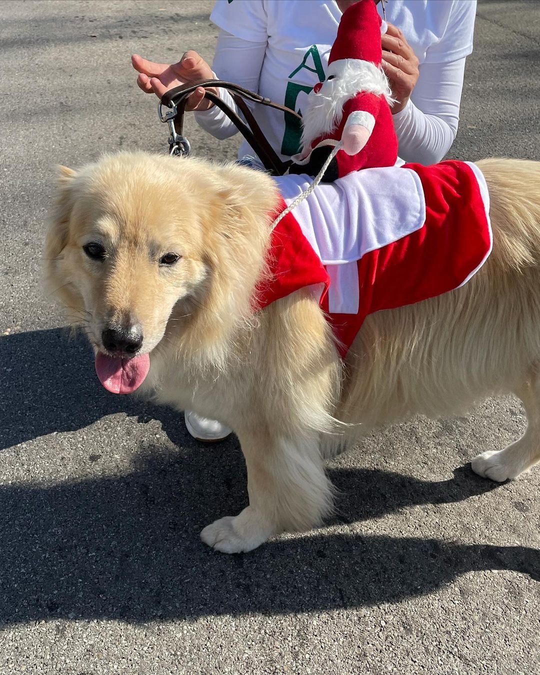 So much fun! AAR is participating in the @tomballchamber Holiday parade! Come see us!! <a target='_blank' href='https://www.instagram.com/explore/tags/abandonedanimalrescue/'>#abandonedanimalrescue</a> <a target='_blank' href='https://www.instagram.com/explore/tags/givingpawsahelpinghand/'>#givingpawsahelpinghand</a> <a target='_blank' href='https://www.instagram.com/explore/tags/dogsofaar/'>#dogsofaar</a> <a target='_blank' href='https://www.instagram.com/explore/tags/pupper/'>#pupper</a> <a target='_blank' href='https://www.instagram.com/explore/tags/doggo/'>#doggo</a> <a target='_blank' href='https://www.instagram.com/explore/tags/rescue/'>#rescue</a> <a target='_blank' href='https://www.instagram.com/explore/tags/rescuedogs/'>#rescuedogs</a> <a target='_blank' href='https://www.instagram.com/explore/tags/shelterdog/'>#shelterdog</a> <a target='_blank' href='https://www.instagram.com/explore/tags/happydog/'>#happydog</a> <a target='_blank' href='https://www.instagram.com/explore/tags/gooddoggo/'>#gooddoggo</a> <a target='_blank' href='https://www.instagram.com/explore/tags/lovedogs/'>#lovedogs</a> <a target='_blank' href='https://www.instagram.com/explore/tags/puppies/'>#puppies</a> <a target='_blank' href='https://www.instagram.com/explore/tags/adopt/'>#adopt</a> <a target='_blank' href='https://www.instagram.com/explore/tags/adoptdontshop/'>#adoptdontshop</a> <a target='_blank' href='https://www.instagram.com/explore/tags/adoptable/'>#adoptable</a> <a target='_blank' href='https://www.instagram.com/explore/tags/conroetx/'>#conroetx</a> <a target='_blank' href='https://www.instagram.com/explore/tags/springtx/'>#springtx</a> <a target='_blank' href='https://www.instagram.com/explore/tags/katytx/'>#katytx</a> <a target='_blank' href='https://www.instagram.com/explore/tags/cypresstx/'>#cypresstx</a> <a target='_blank' href='https://www.instagram.com/explore/tags/houston/'>#houston</a> <a target='_blank' href='https://www.instagram.com/explore/tags/magnoliachamberofcommerce/'>#magnoliachamberofcommerce</a> <a target='_blank' href='https://www.instagram.com/explore/tags/magnoliatx/'>#magnoliatx</a> <a target='_blank' href='https://www.instagram.com/explore/tags/thewoodlands/'>#thewoodlands</a> <a target='_blank' href='https://www.instagram.com/explore/tags/tomballchamber/'>#tomballchamber</a>