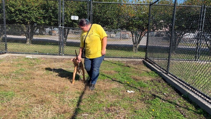 🐾VOLUNTEER & ADOPTABLE DOG FEATURE!🐾 Diane from Barkside Training is one of our wonderful certified trainers that volunteers her time working with our shelter animals (along with guiding and educating staff/other volunteers.) Today Diane is working with adoptable dog Chupacabra, on the touch command, leash desensitization, and some of his handling sensitivities. Originially a stray, Chupacabra quickly became overstimulated with the hustle and bustle of shelter life which shows in his kennel presence. Now that Diane has began his training journey you can see how engaging, wiggly, smart, and so very sweet he is! 

Chupacabra needs an experienced adopter that can be patient and guide him during his decompression period once home. Not ready to adopt just yet? Chupacabra can also be fostered! Email fosterNACC@norfolk.gov for all the details!

Interested in dedicating your time to animals in need also? Head to our website at www.norfolk.gov/NACC to fill out a volunteer application. We are actively recruiting and training volunteers. 

<a target='_blank' href='https://www.instagram.com/explore/tags/adoptnacc/'>#adoptnacc</a> <a target='_blank' href='https://www.instagram.com/explore/tags/fosternacc/'>#fosternacc</a> 
☎️ 757-441-5505
📧 nacc@norfolk.gov
📍 5585 Sabre Road Norfolk, Virginia 23502