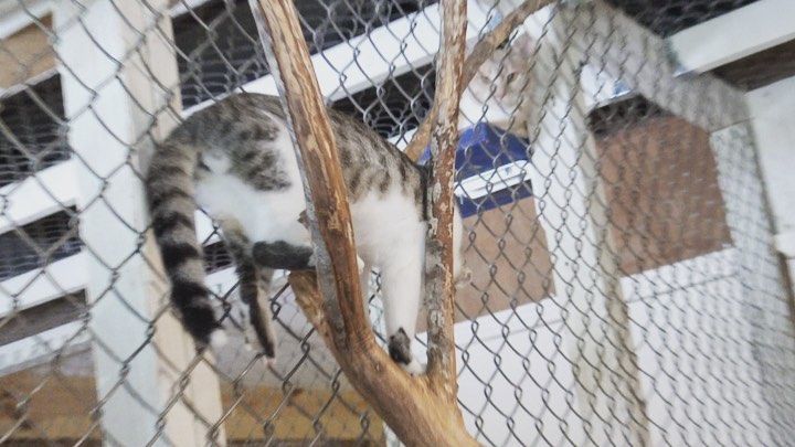 Leaping Luna loves climbing on trees in our cat room. <a target='_blank' href='https://www.instagram.com/explore/tags/Adoptme/'>#Adoptme</a> <a target='_blank' href='https://www.instagram.com/explore/tags/rescuecatsrock/'>#rescuecatsrock</a>