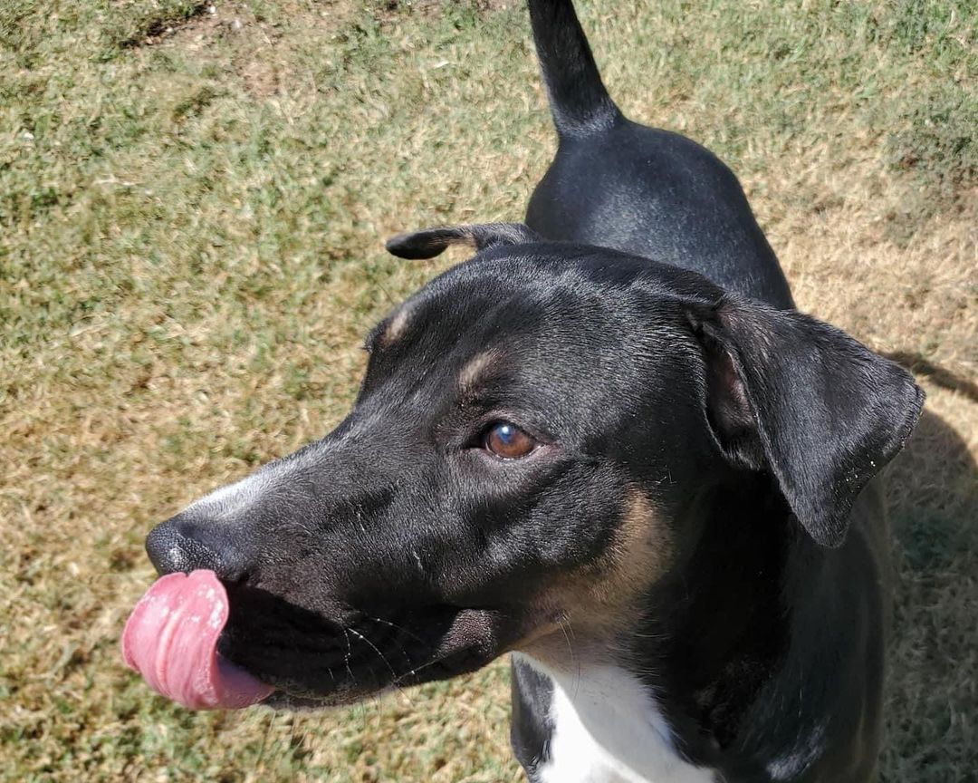 🌟 AVAILABLE 🌟 - retriever/kelpie mixed breed

This handsome tri-color boy is Rookie! He is a 2yr old retriever/kelpie mix (guess). He may have some Aussie and/or another breed or two in him as well. He weighs 50lbs and is as healthy as a horse! He is a goofy, happy, and active boy. He LOVES other dogs of all sizes and enjoys running and playing. He likes to go for runs, walks, and play fetch. He is not a fan of the swimming pool. He is fantastic with kids and would happily keep them busy playing all day. While being active he is also an easy-going, social butterfly. Rookie is house trained, up to date on vaccines, monthly flea/tick/heartworm prevention, is neutered and ready for a FUREVER home. If you think this well rounded boy would be a fit for you please use the link below to submit an adoption application. 

Adoption Application:
https://airtable.com/shr305FuyR4v4JWQb

Petfinder Link:  https://www.petfinder.com/dog/rookie-id-number-583-53536451/pa/blue-bell/furry-tales-animal-rescue-pa1105/

Website Link: https://furrytalesrescue.wixsite.com/home

PLEASE note that we are a 100% volunteer foster-based rescue. It may take a few days or up to 1-2 weeks to hear back from us. 

** We are based out of Blue Bell, PA. We allow adoptions to PA, NJ, MD, DE, VA, WV, CT and NY. At this time we do not adopt out to homes who are over ~200 miles from our location. *

.
.
.
.
.
<a target='_blank' href='https://www.instagram.com/explore/tags/rescue/'>#rescue</a> <a target='_blank' href='https://www.instagram.com/explore/tags/adoptme/'>#adoptme</a> <a target='_blank' href='https://www.instagram.com/explore/tags/rescuedogs/'>#rescuedogs</a> <a target='_blank' href='https://www.instagram.com/explore/tags/rescuedogsrock/'>#rescuedogsrock</a> <a target='_blank' href='https://www.instagram.com/explore/tags/kelpie/'>#kelpie</a> <a target='_blank' href='https://www.instagram.com/explore/tags/retriever/'>#retriever</a> <a target='_blank' href='https://www.instagram.com/explore/tags/mixedbreed/'>#mixedbreed</a> <a target='_blank' href='https://www.instagram.com/explore/tags/highenergy/'>#highenergy</a> <a target='_blank' href='https://www.instagram.com/explore/tags/goodboy/'>#goodboy</a> <a target='_blank' href='https://www.instagram.com/explore/tags/dogoftheday/'>#dogoftheday</a>