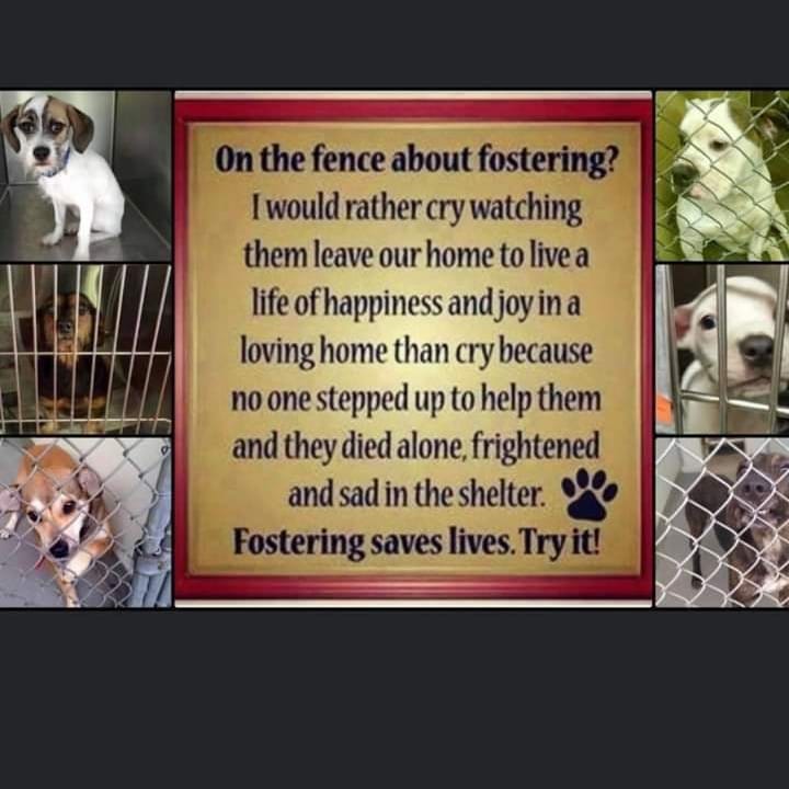 LOOKING FOR A FEW GOOD PEOPLE
We so WANT to help more....We so CAN with fosters!! We supply everything tangible you need; you supply the nurturing intangibles. If you can help us make a difference, please complete a foster app at dirtroaddoggiesrescue.org or reach out to contact.drdr@gmail.com with questions.