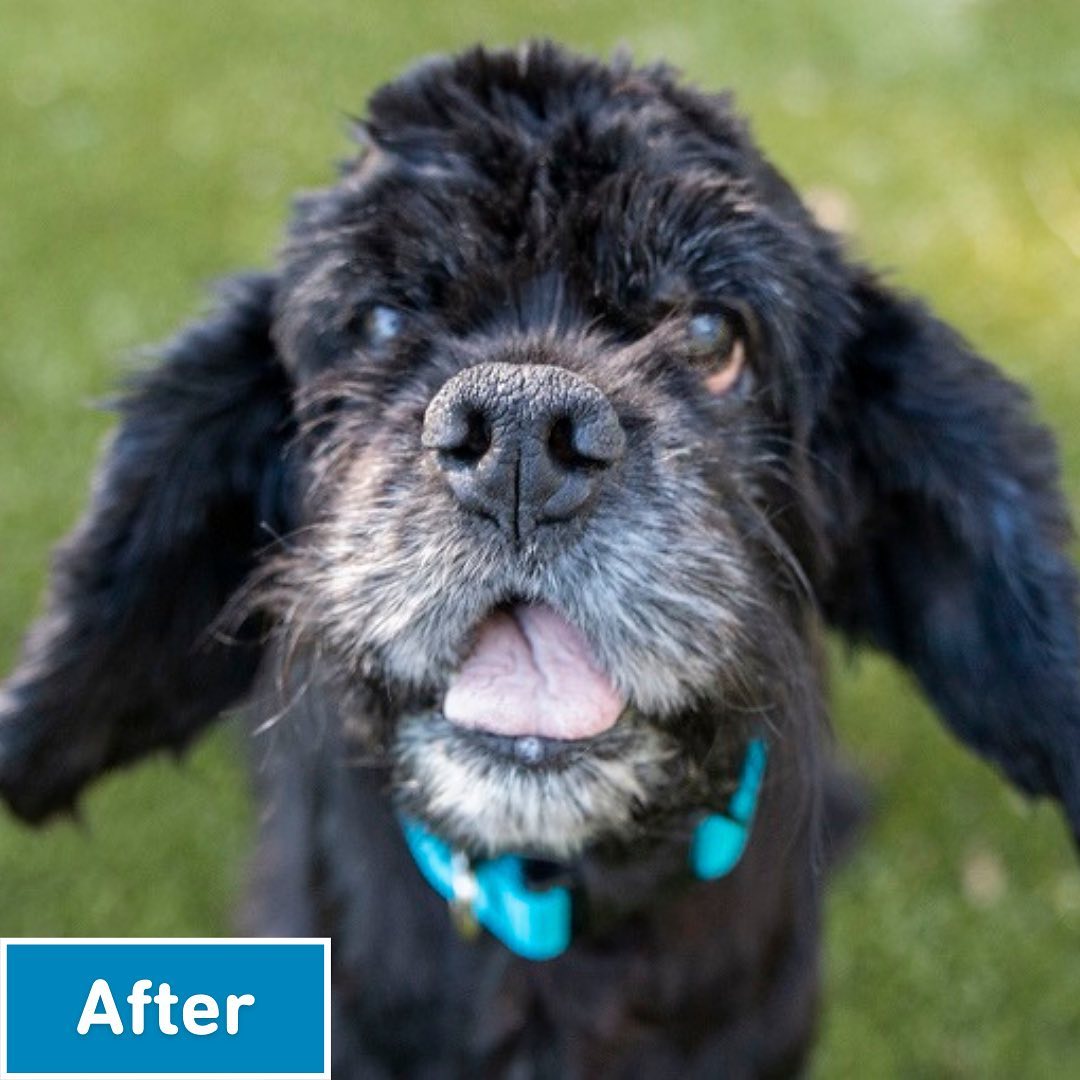 Our biggest match of the year ends tomorrow! ❤️🐶 Your gift will be TRIPLED for animals like Gianni.

When Gianni arrived at Animal Humane Society, she barely resembled a dog. The Cocker Spaniel was covered in thick, snarled mats that carried a foul odor.

As our veterinary team groomed her, they made a horrific discovery. Gianni's left front leg was completely immobile, stuck to her torso by matted fur. She would need weeks of physical therapy to be able to walk again. Gianni remained in our care for nearly a month, healing from multiple ear and eye infections and rebuilding the muscle in her leg that had been left to waste away.

Through it all, her spirit remained unbreakable. She greeted everyone with a wagging tail, waiting for the day she could become someone’s beloved pet. And just three hours after she was ready for adoption, Gianna got her wish. She was placed on hold by a family that could give her the unconditional love she deserved.

Because of supporters like you, we can be there for vulnerable animals like Gianni and provide them with the urgent care they need for a better life.

Through tomorrow only, your gift will be TRIPLED up to $50,000 in honor of National Animal Shelter Week!

Can Gianni and the other animals in our care count on you? Give today using the Donate button in our profile.

<a target='_blank' href='https://www.instagram.com/explore/tags/ShelterWeek/'>#ShelterWeek</a>