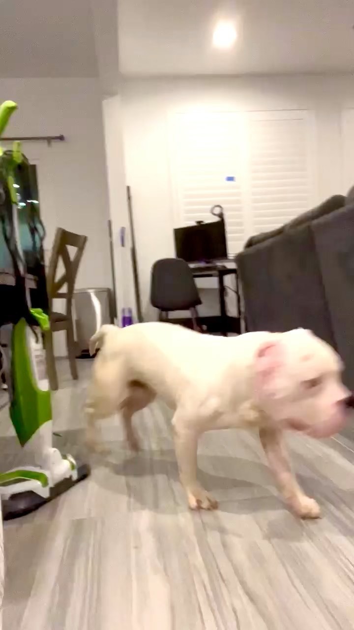 ZOOMIES for Herc 😂♥️

Hercules is slated to have his sutures removed Monday if he has healed up enough and things look good. Meanwhile he got a moment without his cone on and what did he do…. ZOOMIES OF COURSE !

<a target='_blank' href='https://www.instagram.com/explore/tags/zoomiesfordays/'>#zoomiesfordays</a> <a target='_blank' href='https://www.instagram.com/explore/tags/zoomiesforthewin/'>#zoomiesforthewin</a> <a target='_blank' href='https://www.instagram.com/explore/tags/zoomies/'>#zoomies</a> <a target='_blank' href='https://www.instagram.com/explore/tags/hercules/'>#hercules</a> <a target='_blank' href='https://www.instagram.com/explore/tags/rescuedogsofinstagram/'>#rescuedogsofinstagram</a> <a target='_blank' href='https://www.instagram.com/explore/tags/rescuedog/'>#rescuedog</a> <a target='_blank' href='https://www.instagram.com/explore/tags/lasvegasdogs/'>#lasvegasdogs</a>