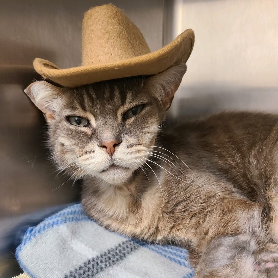 Meowdy purtner! 🤠😸

Some of our shelter cats have that <a target='_blank' href='https://www.instagram.com/explore/tags/FridayFeeling/'>#FridayFeeling</a>! Enjoy some cats in hats!