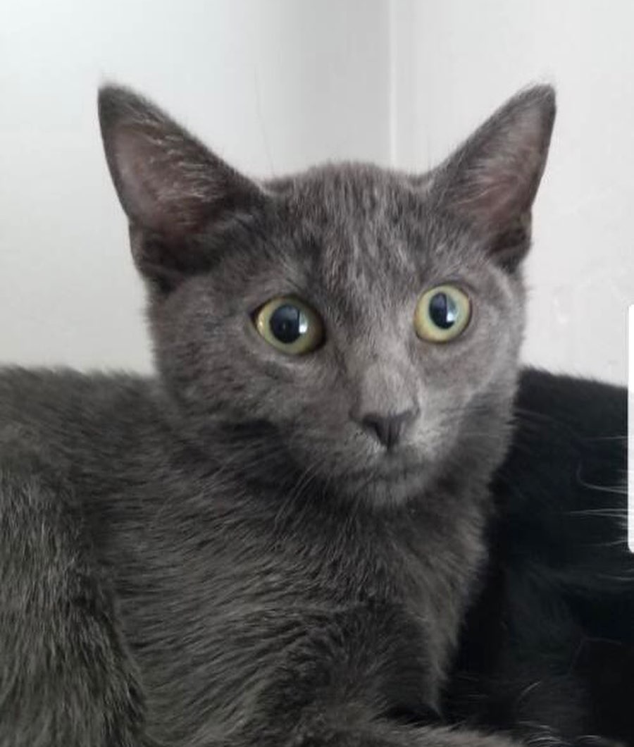 Meet Aja! 
This sweet girl has come a long way! From hiding under rhe couch to wrestling and racing around the living room. She still needs some time getting used to new things and people,  but has become more trusting everyday.  She is cat friendly and used to a house with lots of dogs.  Her daily routine is to watch her foster  family come and go and the dogs play...from a distance of course.
She is now ready for a home! UTD on vaccinations, combo tested negative, and will be fixed in the near future. 
DM for an adoption questionnaire!
.
.
.
.
.
.
.
.
.
<a target='_blank' href='https://www.instagram.com/explore/tags/russianblue/'>#russianblue</a><a target='_blank' href='https://www.instagram.com/explore/tags/greykitten/'>#greykitten</a><a target='_blank' href='https://www.instagram.com/explore/tags/russianblues/'>#russianblues</a><a target='_blank' href='https://www.instagram.com/explore/tags/dogfriendly/'>#dogfriendly</a><a target='_blank' href='https://www.instagram.com/explore/tags/catlife/'>#catlife</a><a target='_blank' href='https://www.instagram.com/explore/tags/sheltercat/'>#sheltercat</a><a target='_blank' href='https://www.instagram.com/explore/tags/catsarecool/'>#catsarecool</a><a target='_blank' href='https://www.instagram.com/explore/tags/caturday/'>#caturday</a><a target='_blank' href='https://www.instagram.com/explore/tags/catday/'>#catday</a><a target='_blank' href='https://www.instagram.com/explore/tags/catdayeveryday/'>#catdayeveryday</a><a target='_blank' href='https://www.instagram.com/explore/tags/adoptme/'>#adoptme</a><a target='_blank' href='https://www.instagram.com/explore/tags/huntingtonbeach/'>#huntingtonbeach</a><a target='_blank' href='https://www.instagram.com/explore/tags/catfostermomchronicles/'>#catfostermomchronicles</a><a target='_blank' href='https://www.instagram.com/explore/tags/adoptdontshop/'>#adoptdontshop</a><a target='_blank' href='https://www.instagram.com/explore/tags/huntingtonbeachca/'>#huntingtonbeachca</a><a target='_blank' href='https://www.instagram.com/explore/tags/kittenstagram/'>#kittenstagram</a>