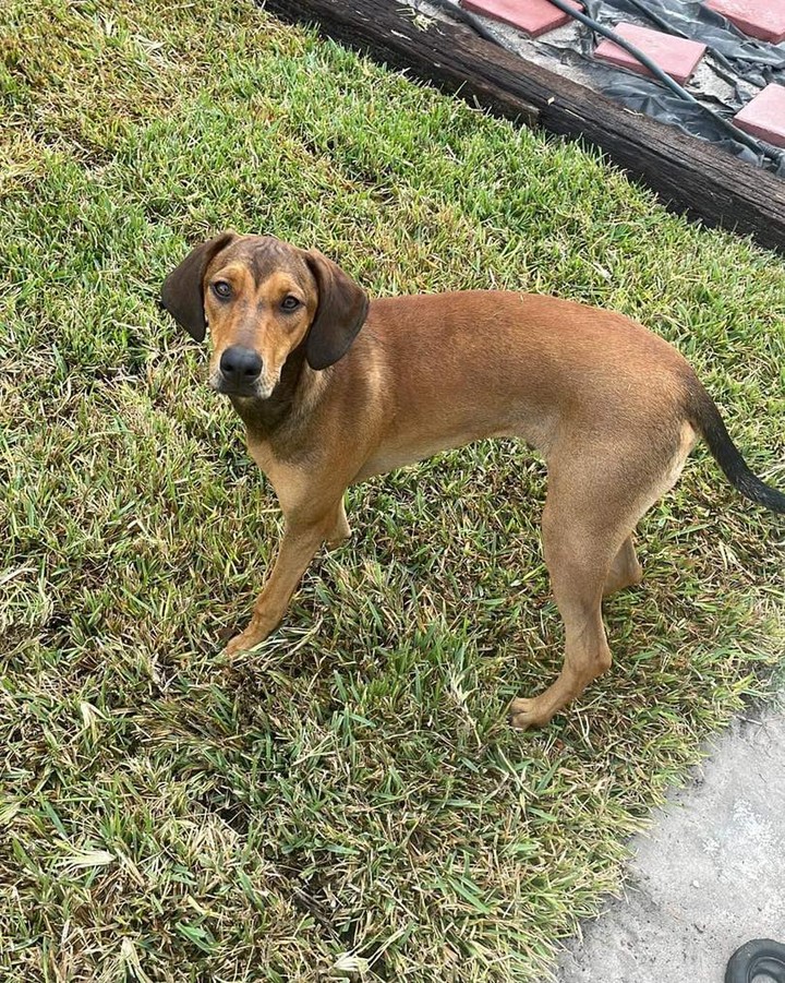 Courtesy post**

7 month old Mylo here needs a new place to crash.

Dog/kid friendly
Neutered
Healthy

No kitties

Port St. Lucie 

Please pm if can help him.