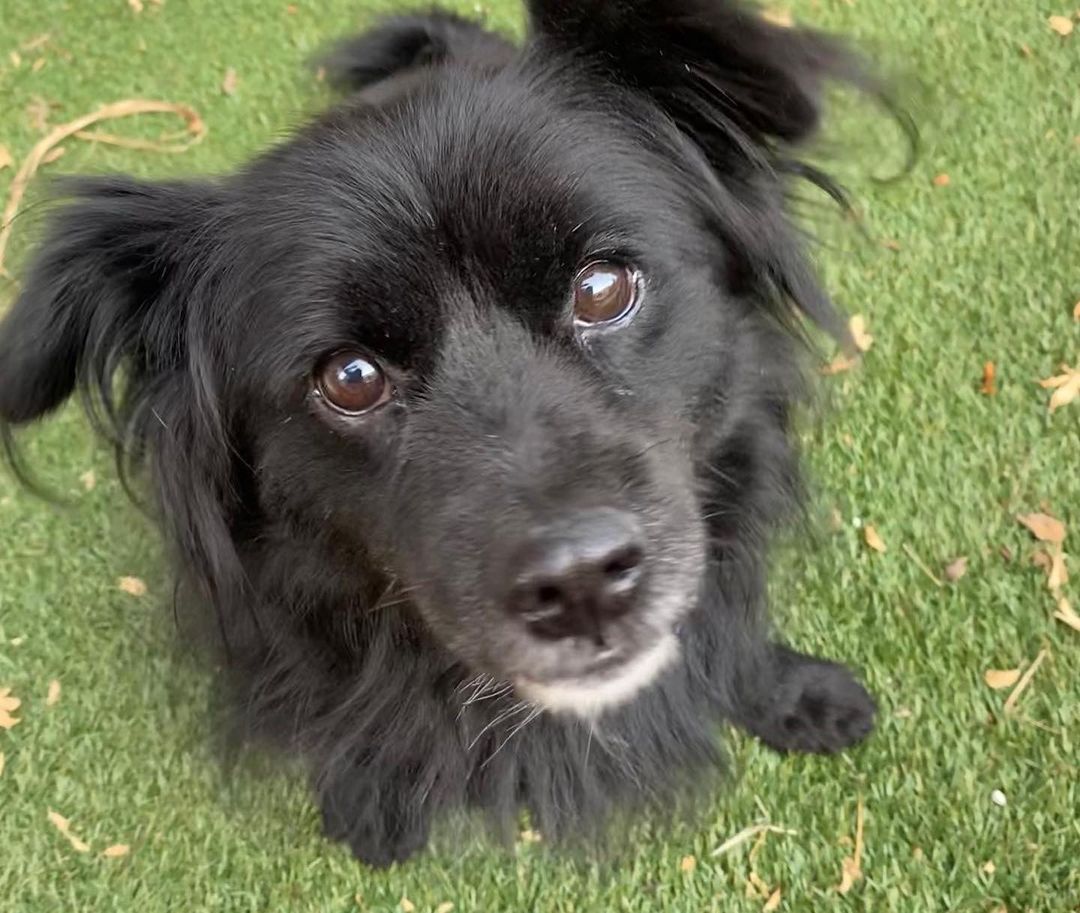 All of the pups you see here are hanging out at @petfoodexpress in Palo Alto today from 12-3pm for our biweekly M&G event! Come on down to give them some pets and maybe fall in love with your new fur-baby! <a target='_blank' href='https://www.instagram.com/explore/tags/adoptdontshop/'>#adoptdontshop</a> <a target='_blank' href='https://www.instagram.com/explore/tags/homesfortheholidays/'>#homesfortheholidays</a> <a target='_blank' href='https://www.instagram.com/explore/tags/rescuedogs/'>#rescuedogs</a> <a target='_blank' href='https://www.instagram.com/explore/tags/rescuedismyfavoritebreed/'>#rescuedismyfavoritebreed</a> <a target='_blank' href='https://www.instagram.com/explore/tags/puppylove/'>#puppylove</a> <a target='_blank' href='https://www.instagram.com/explore/tags/rescuemutts/'>#rescuemutts</a> <a target='_blank' href='https://www.instagram.com/explore/tags/adoptionislove/'>#adoptionislove</a> 🐾❤️