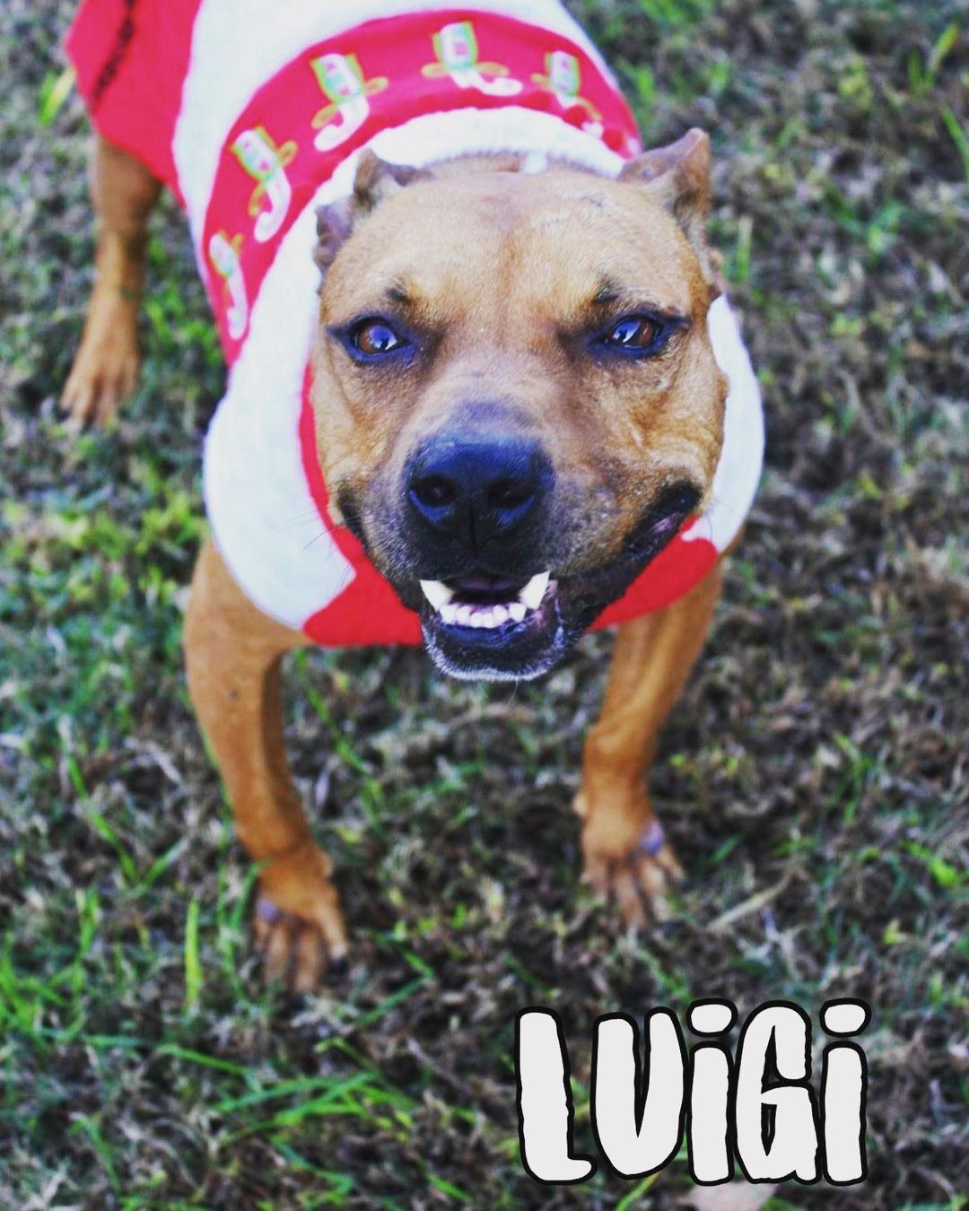 Doesn't Luigi look so good in his Christmas sweater?!
He's been feeling SO MUCH BETTER since his cancer scare.
He's almost completely healed up and is hoping his fantastic smile will convince someone to be his December sponsor :)