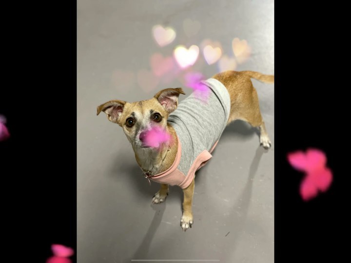 Rescue of the week!!! “Sunflower”!This little loving, cuddly girl is the SWEETEST thing!!! Let’s find her a home and fast. All she wants to do is ❤️❤️❤️!!!!!