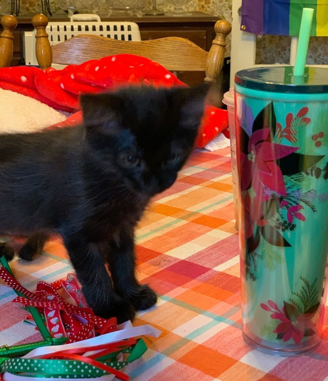 This is Nyx, one of Gypsy Rose’s kittens- she was just adopted!🌺 Her new family sent this message to her foster mom- “Hi! I’m in my new home gettin lots of lovin’. My first 12 hours have been great! I ate, drank, slept, used the litter box and played with the toys you gave me and some my new family bought. Thank you for giving me such a great start!!”
<a target='_blank' href='https://www.instagram.com/explore/tags/adoptdontshop/'>#adoptdontshop</a>
<a target='_blank' href='https://www.instagram.com/explore/tags/fosterssavelives/'>#fosterssavelives</a> 
<a target='_blank' href='https://www.instagram.com/explore/tags/blackkittensaregoodluck/'>#blackkittensaregoodluck</a> 
<a target='_blank' href='https://www.instagram.com/explore/tags/blackkittensrule/'>#blackkittensrule</a>